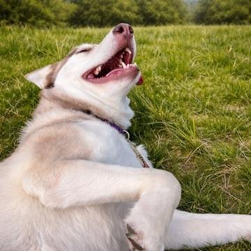 Enlarge Ruby, a Adoptable Husky in Long Beach, WA image 3/5