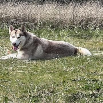 Enlarge Ruby, a Adoptable Husky in Long Beach, WA image 4/5