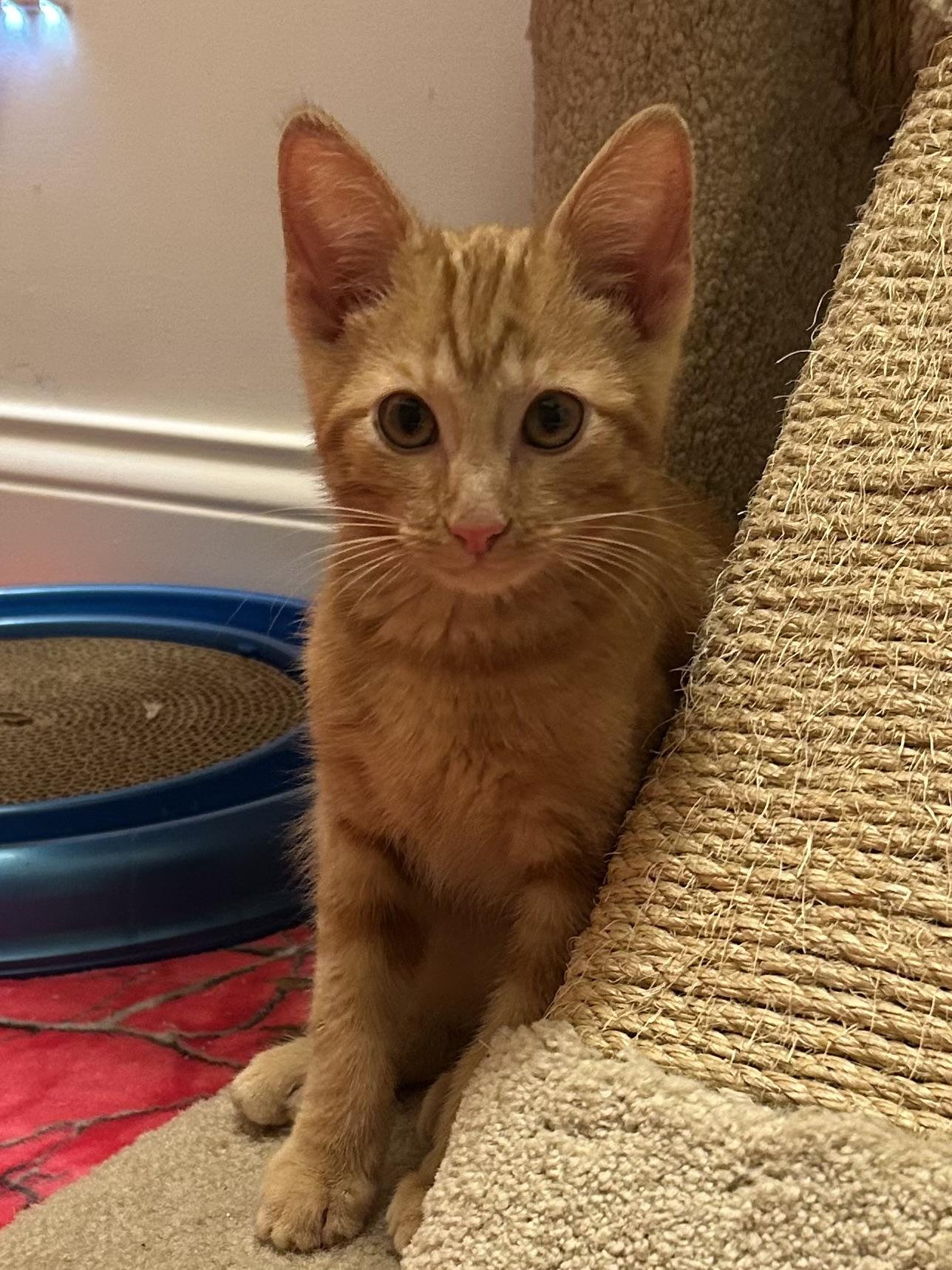 Mowgli