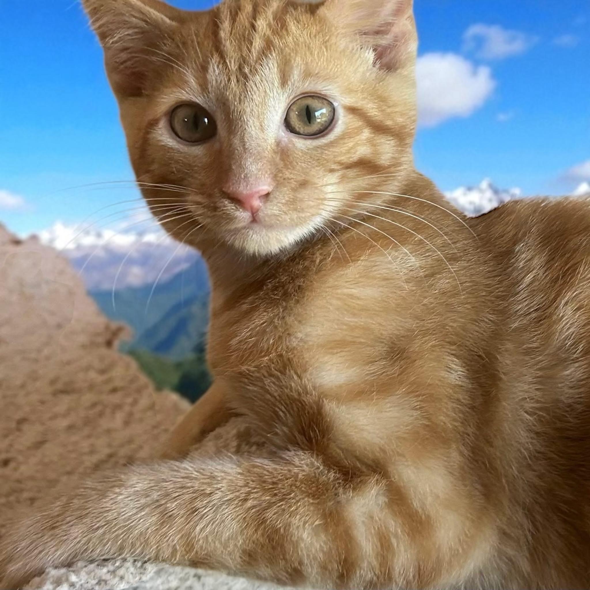 Mowgli