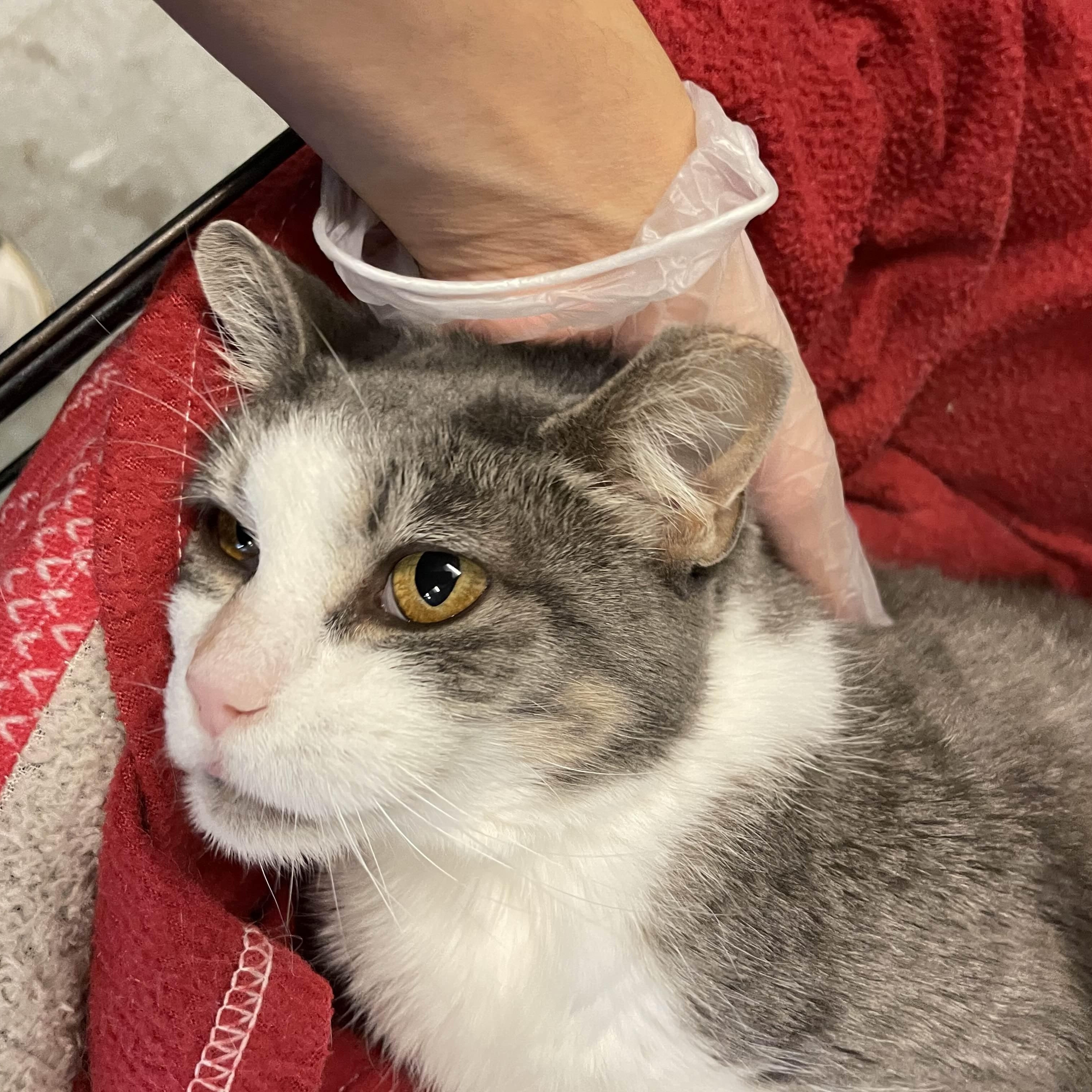 Enlarge Alessandra, a Adoptable Domestic Short Hair in Oberlin, OH image 2/3