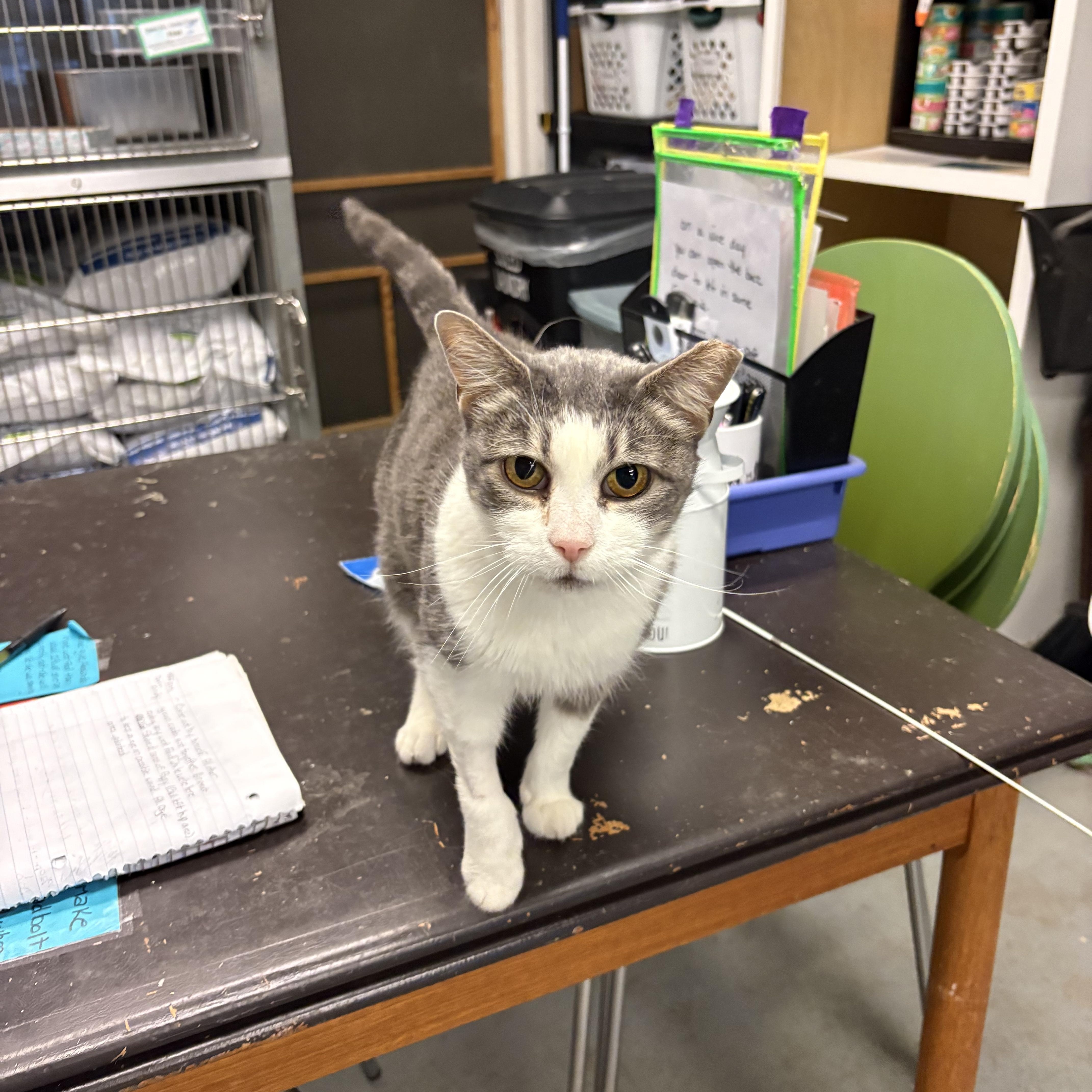 Alessandra, Adoptable, Adult Female Domestic Short Hair.
