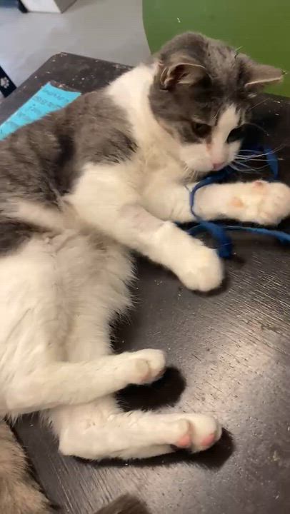 Enlarge Alessandra, a Adoptable Domestic Short Hair in Oberlin, OH video 3/3
