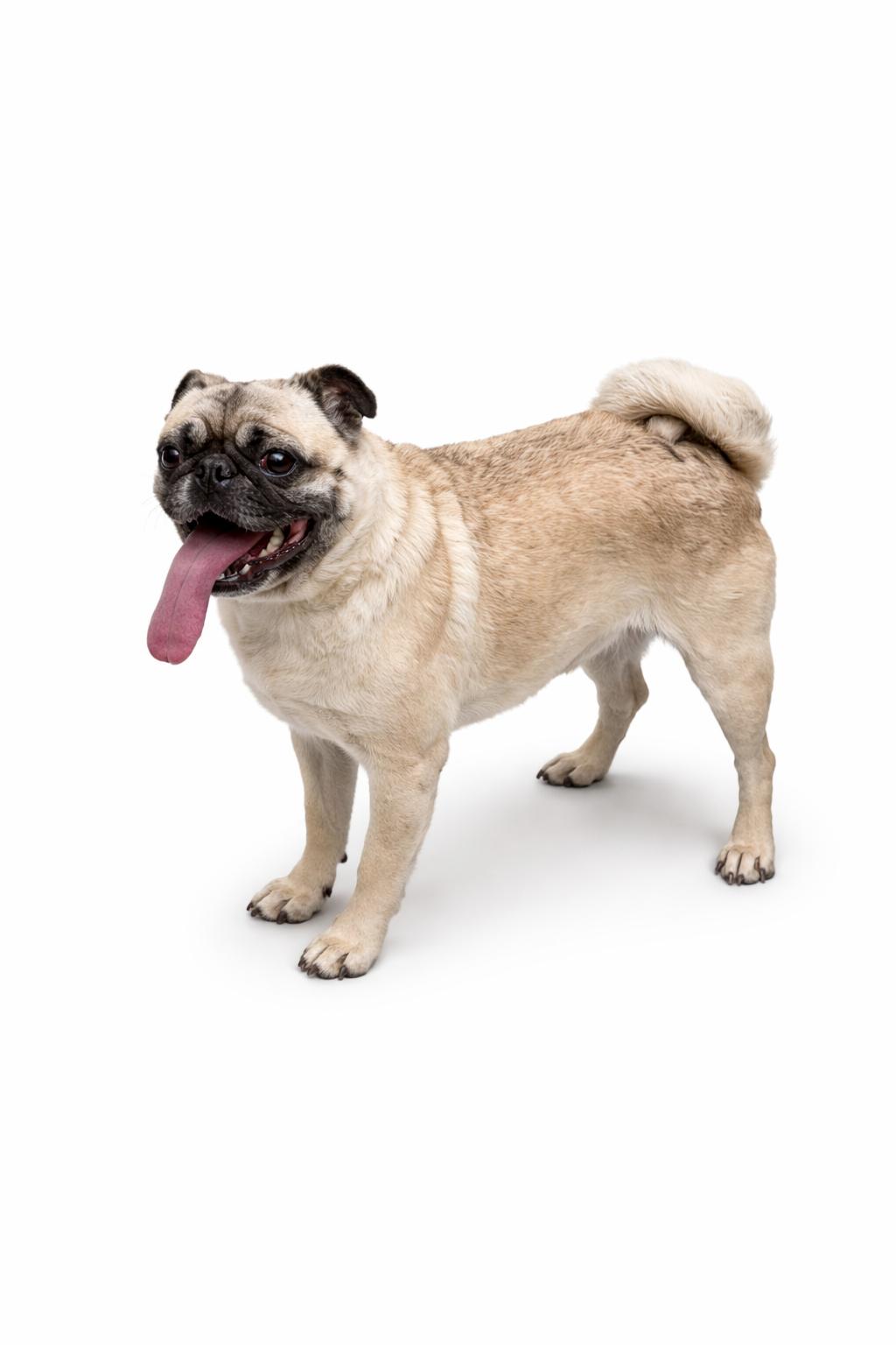 Enlarge Mariah, a Adoptable Pug in Seattle, WA image 1/1