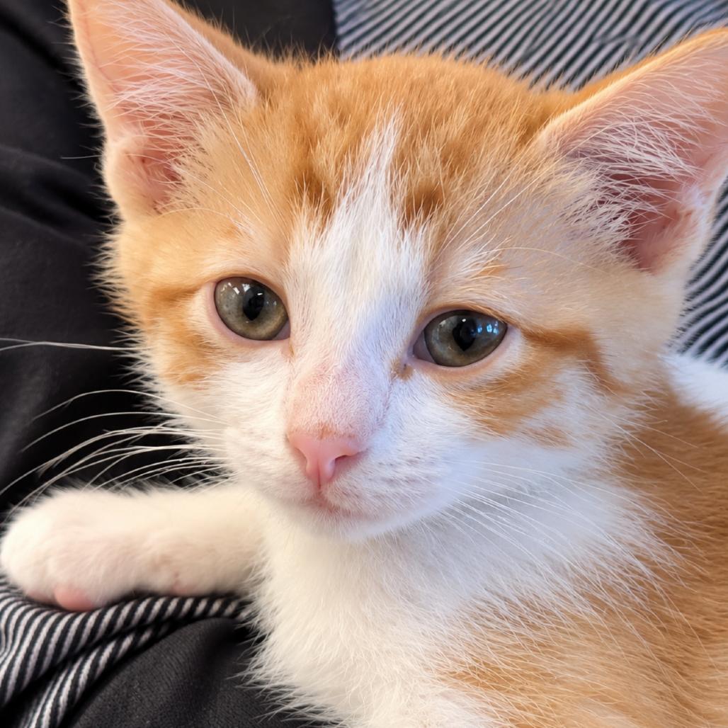 Enlarge Mrs. Puff, a Adoptable Domestic Short Hair in Commerce City, CO image 2/6