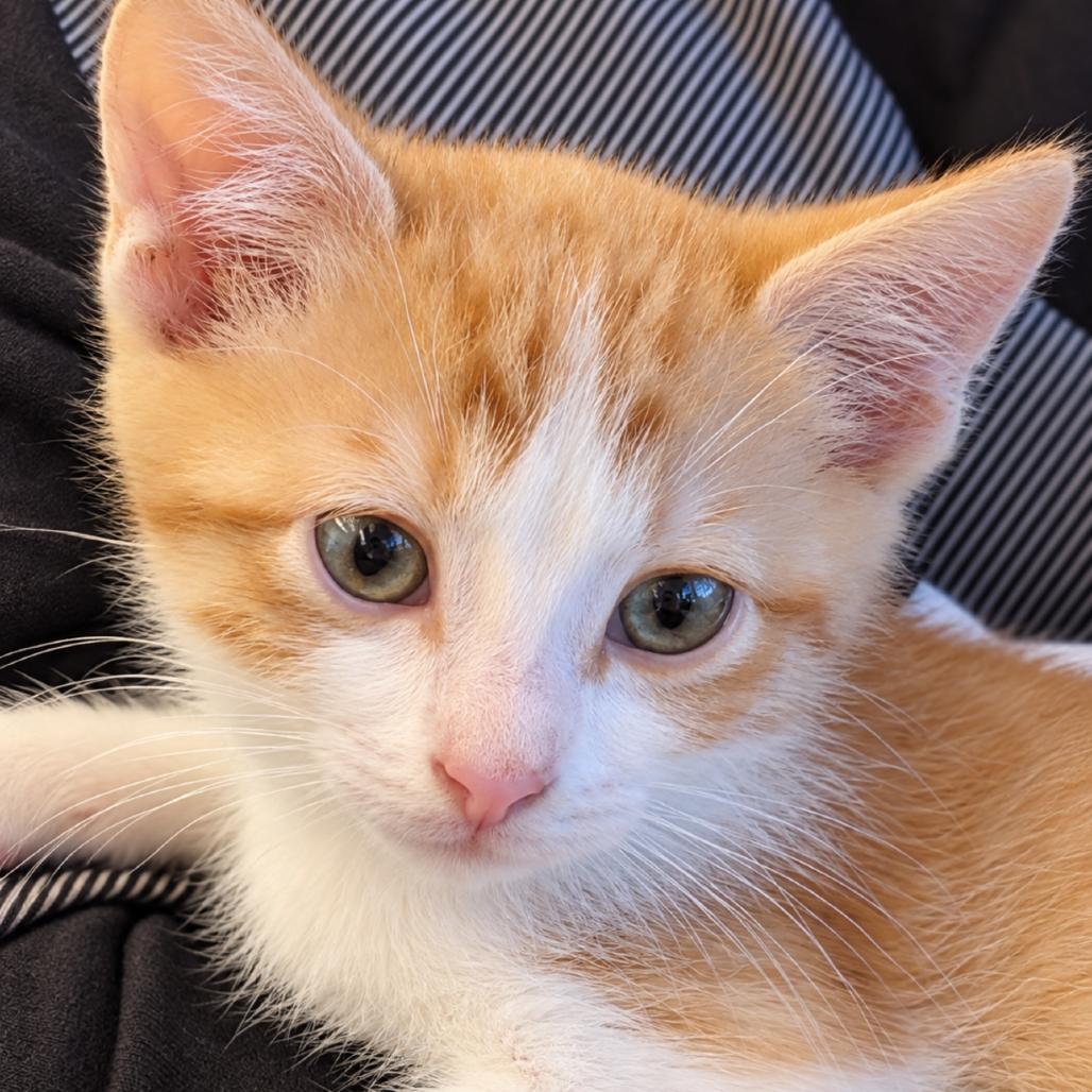 Enlarge Mrs. Puff, a Adoptable Domestic Short Hair in Commerce City, CO image 3/6
