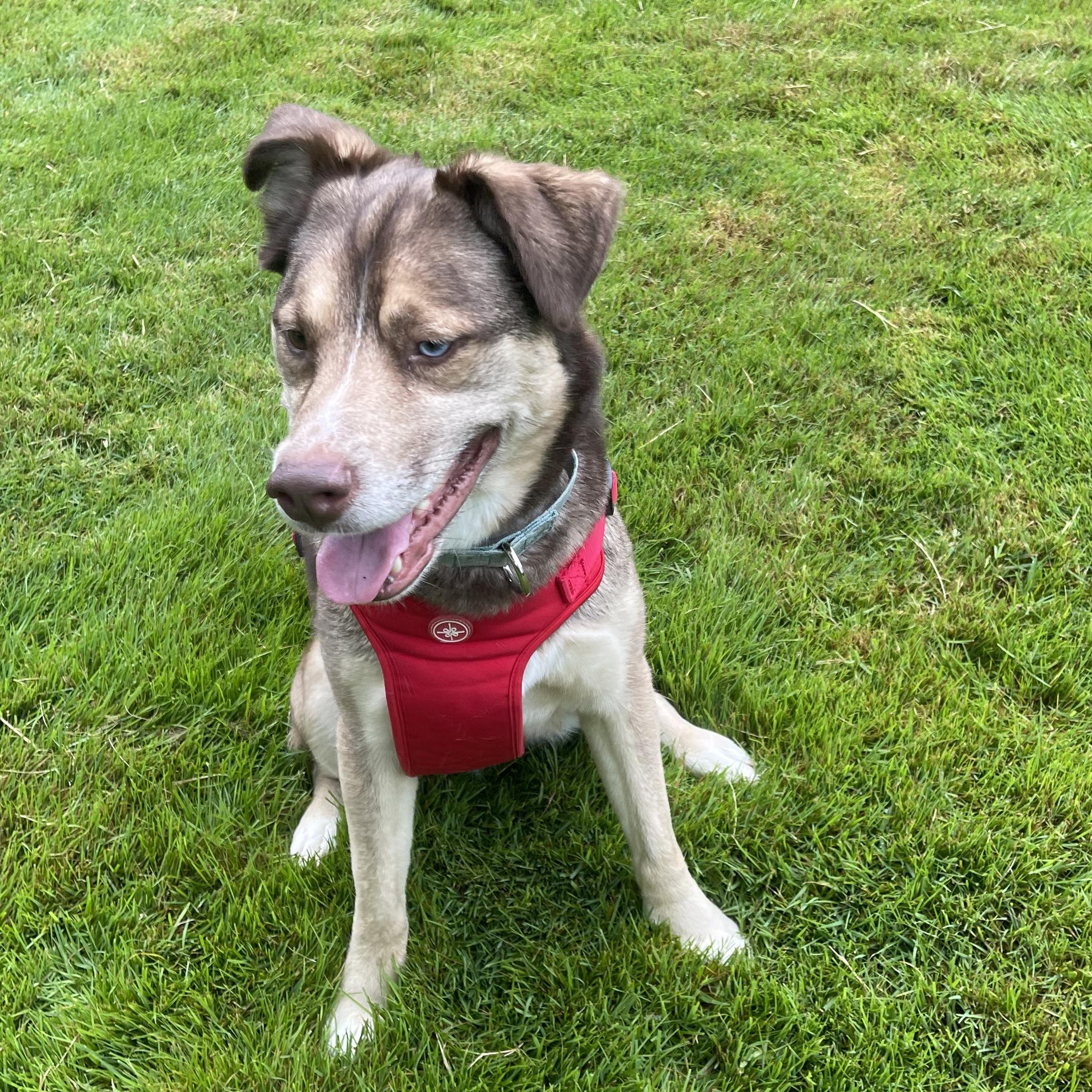 Barkley, a Adoptable mixed breed in Albany, NY image 4/4