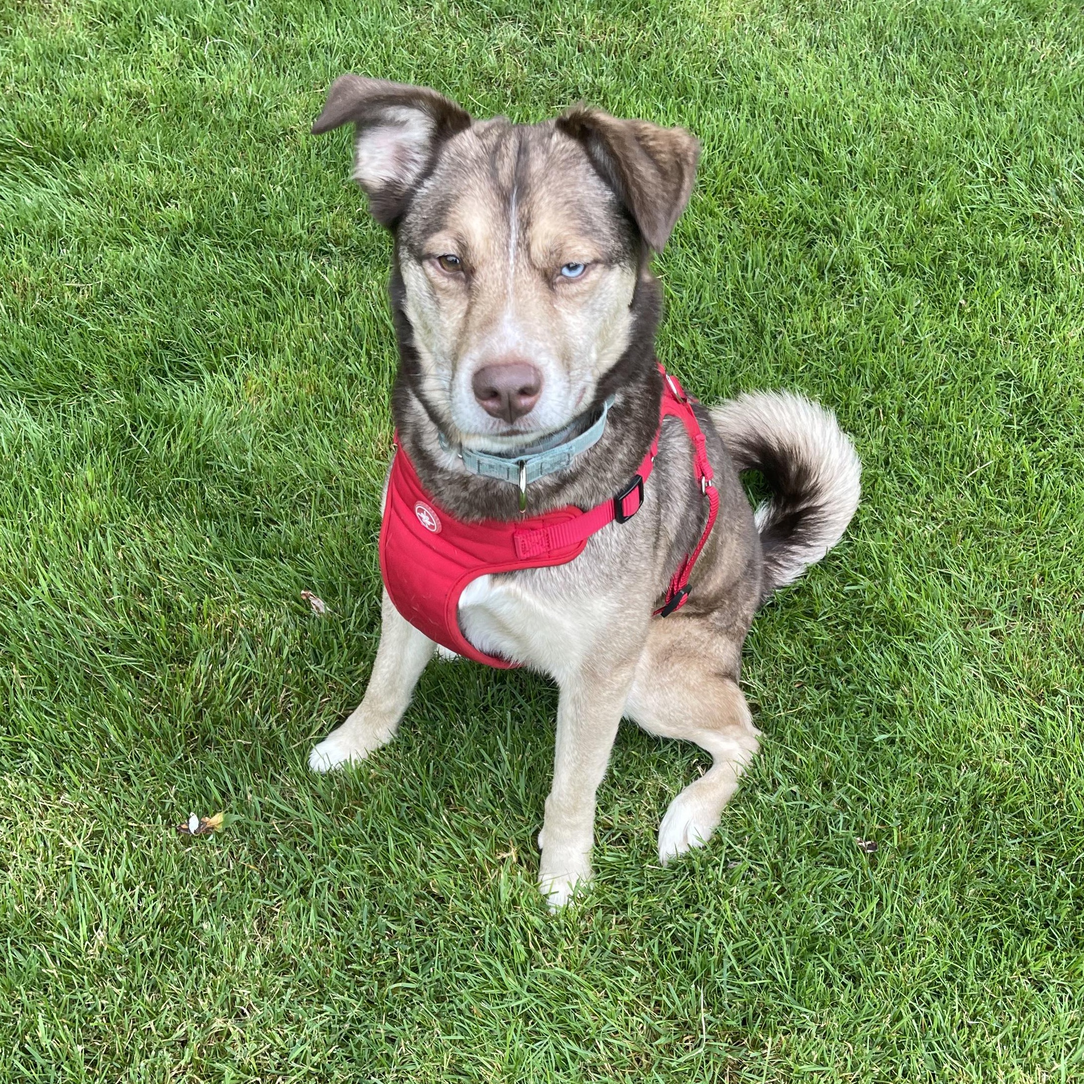 Barkley, a Adoptable mixed breed in Albany, NY image 2/4