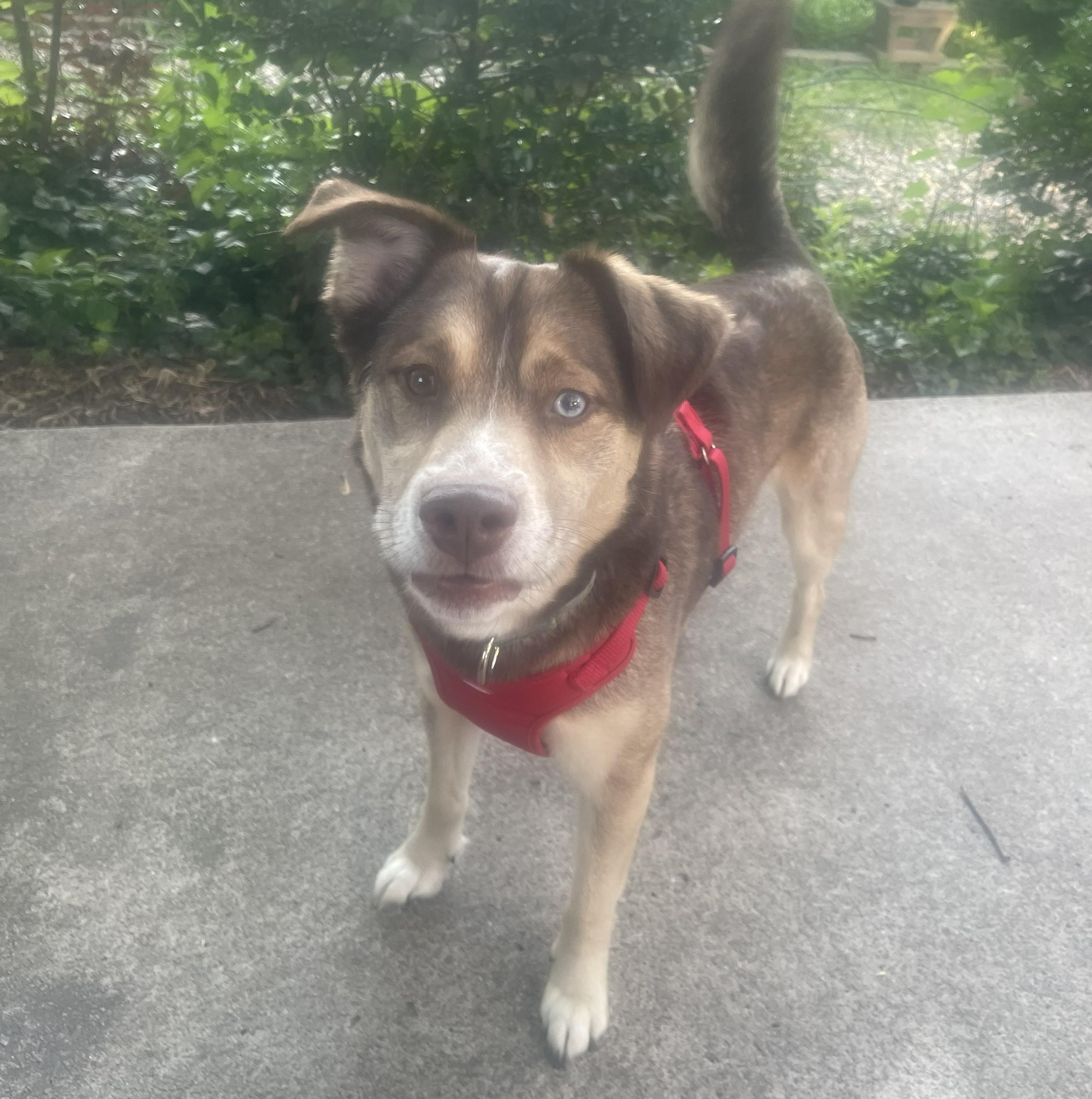 Barkley, Adoptable, Adult Male Husky & Labrador Retriever.