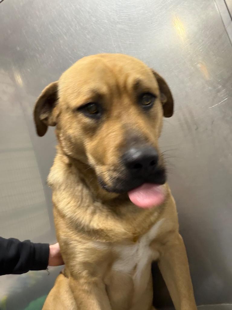 Iroh, Adoptable, Young Male Anatolian Shepherd & Mixed Breed.