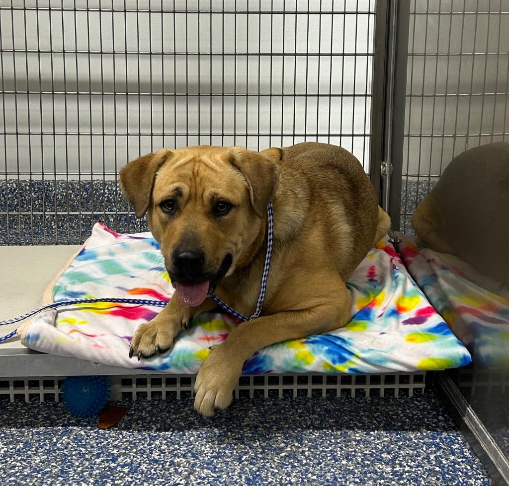 Enlarge Iroh, a Adoptable mixed breed in Maumelle, AR image 2/2