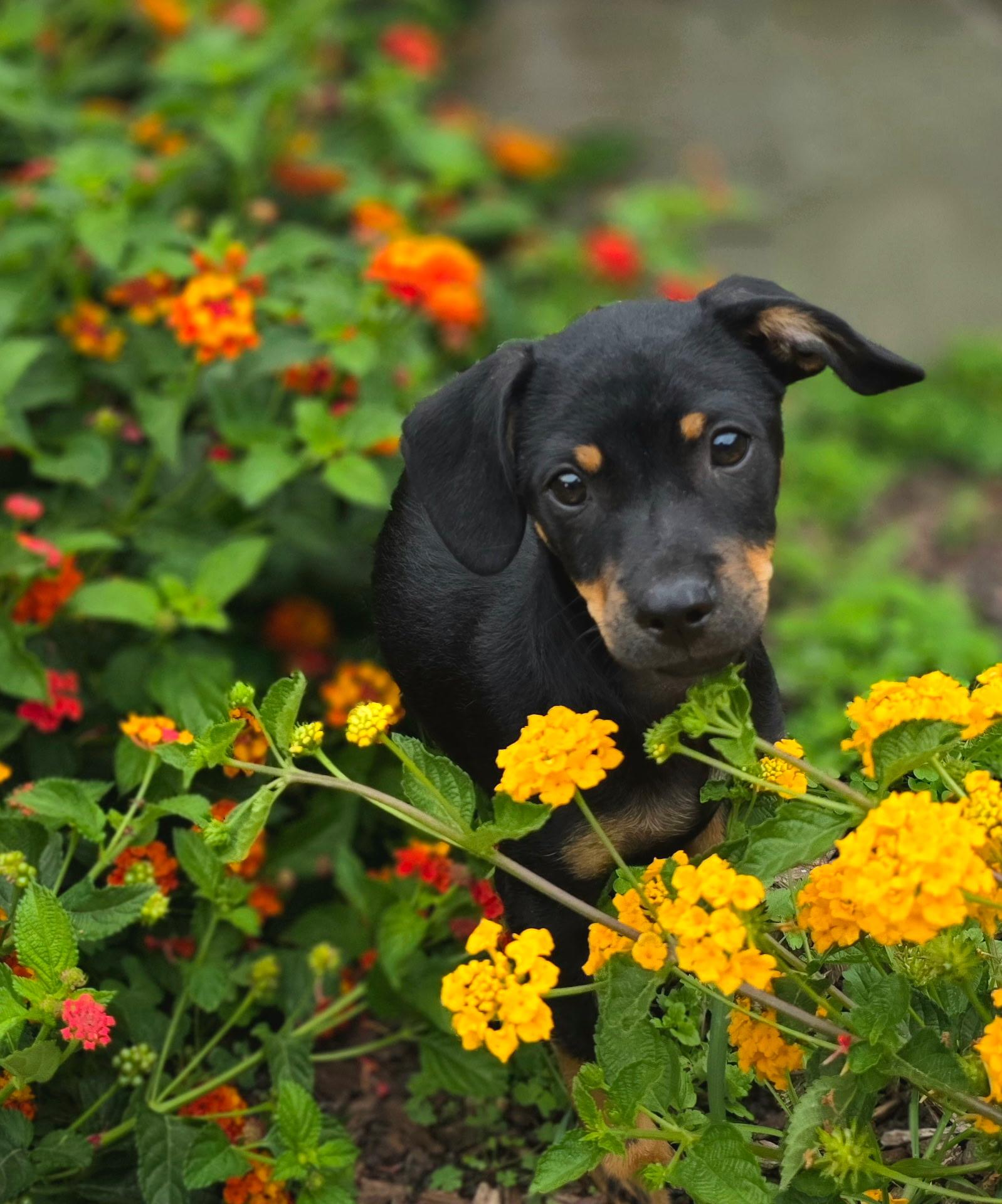 Enlarge Robin, an adoptable mixed breed in Penryn, CA image 2/4