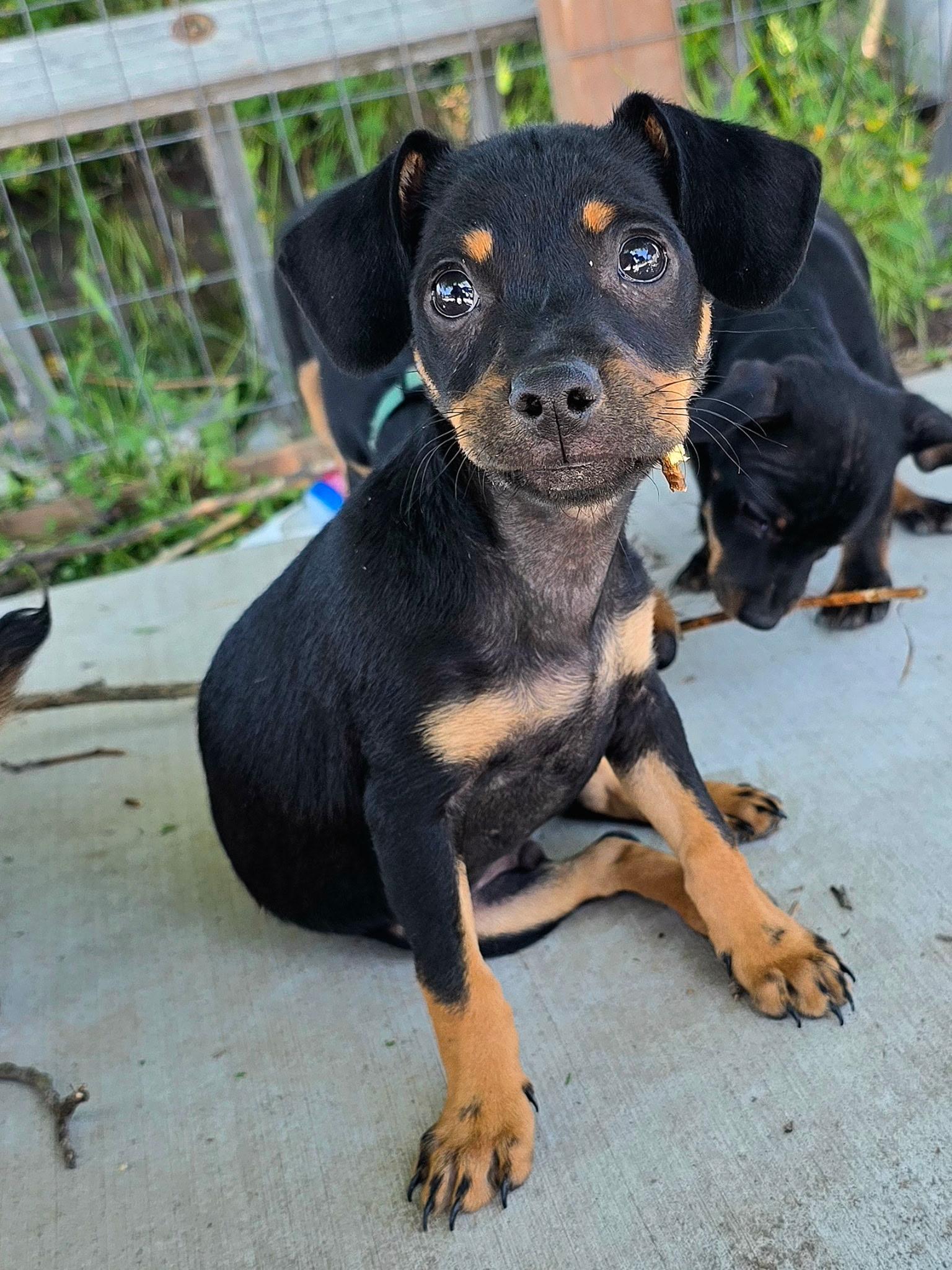 Robin, a ADOPTABLE mixed breed in Penryn, CA image 2/3