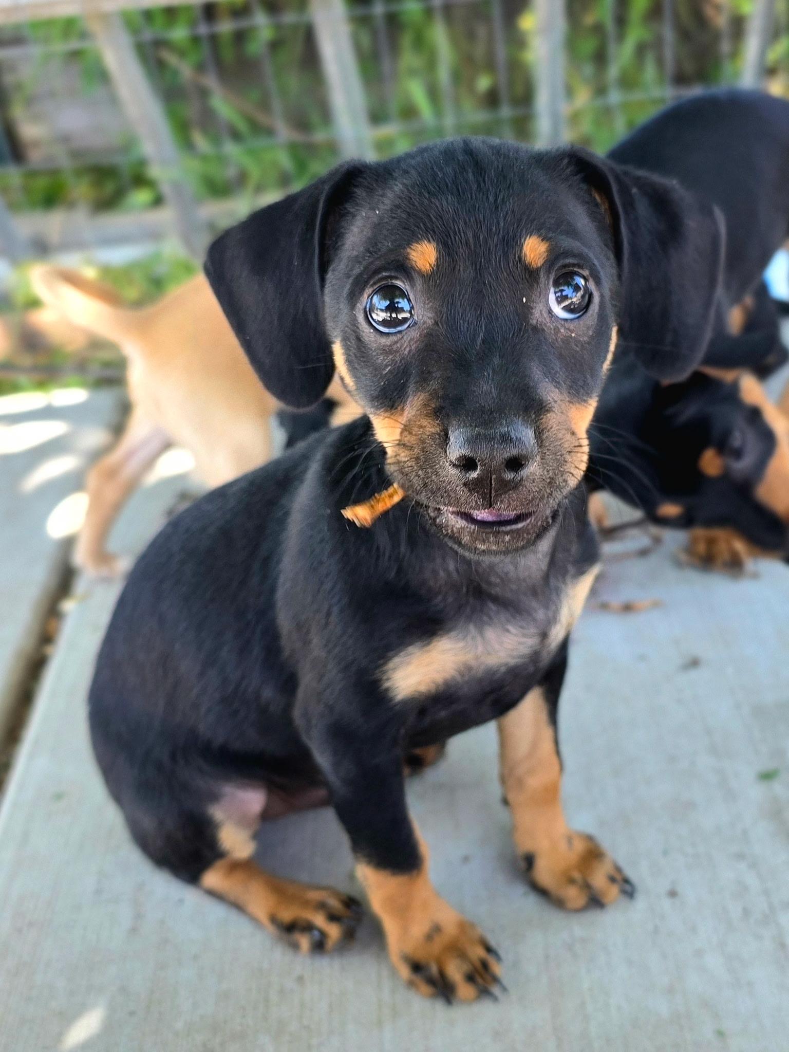 Robin, ADOPTABLE, Puppy Male Chihuahua.
