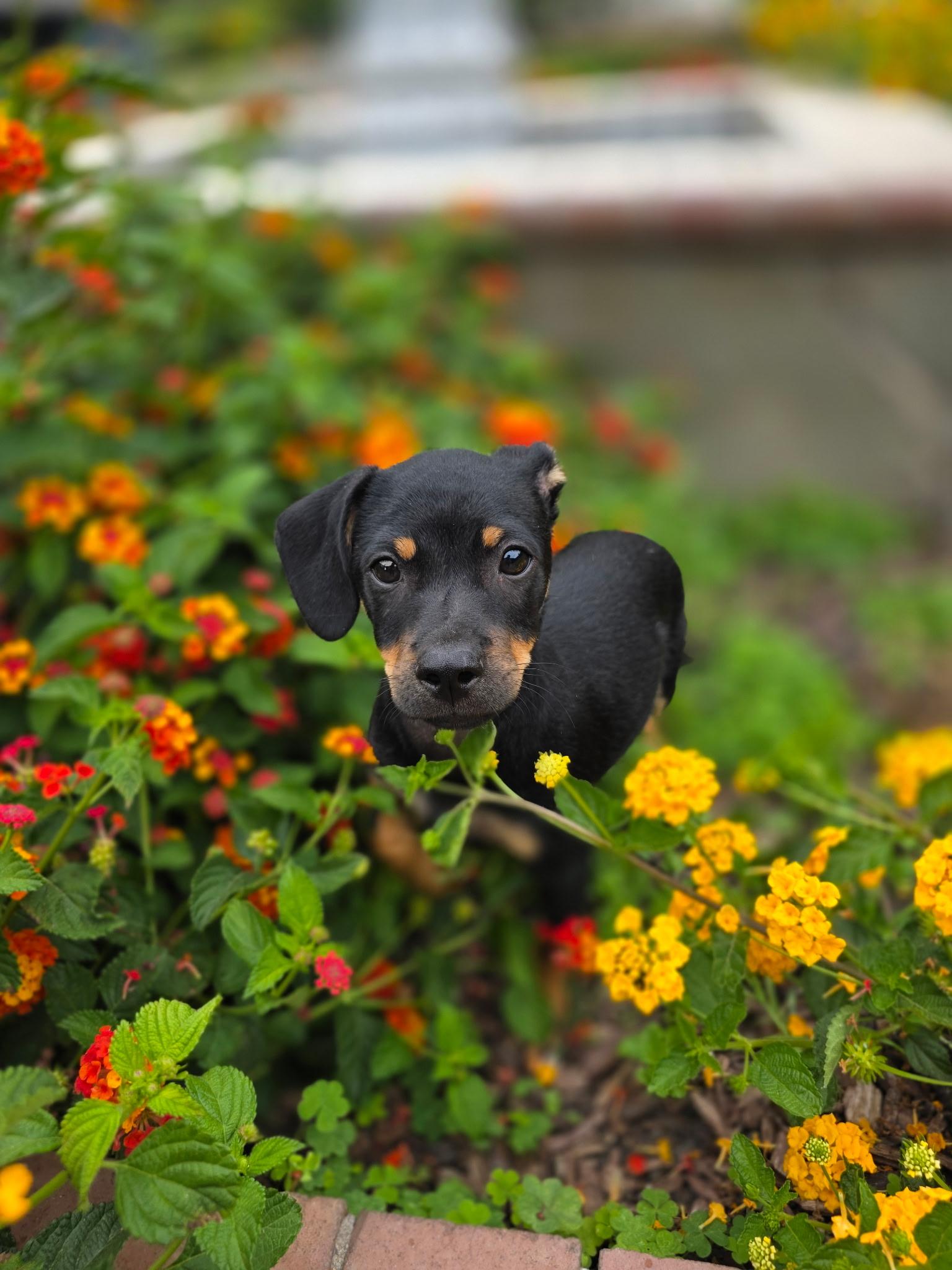 Enlarge Robin, an adoptable mixed breed in Penryn, CA image 4/4