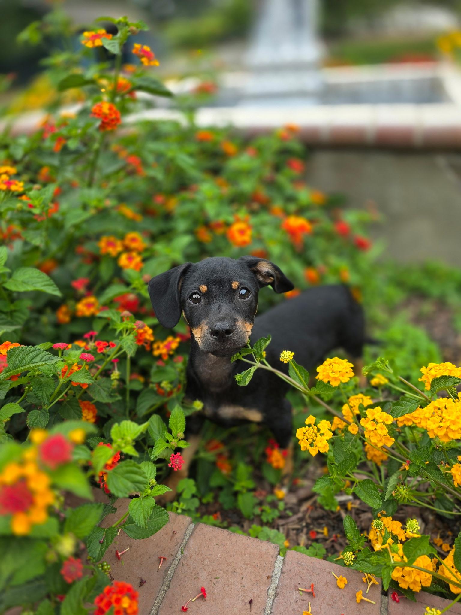 Enlarge Robin, an adoptable mixed breed in Penryn, CA image 1/4