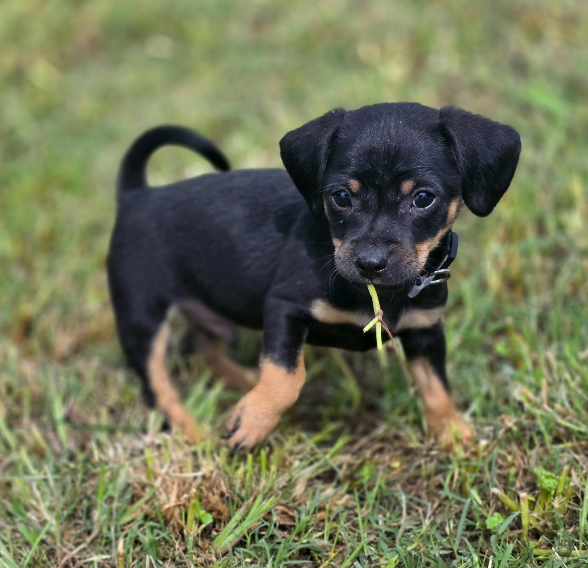 Robin, ADOPTABLE, Puppy Male Chihuahua.