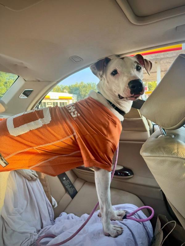 Schnucki thumbnail 4