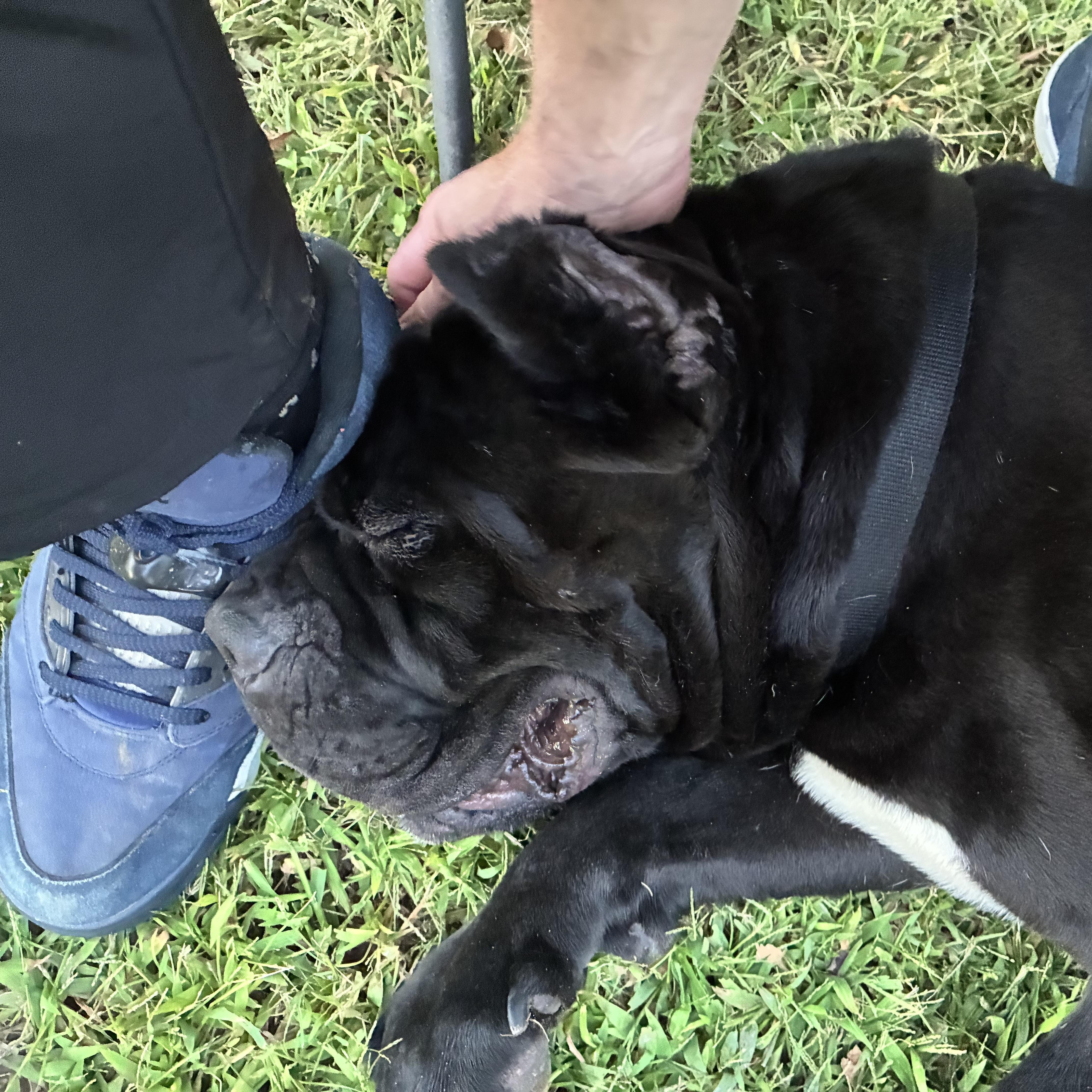 Enlarge Rico, a Adoptable Cane Corso in Pittsburgh, PA image 2/3