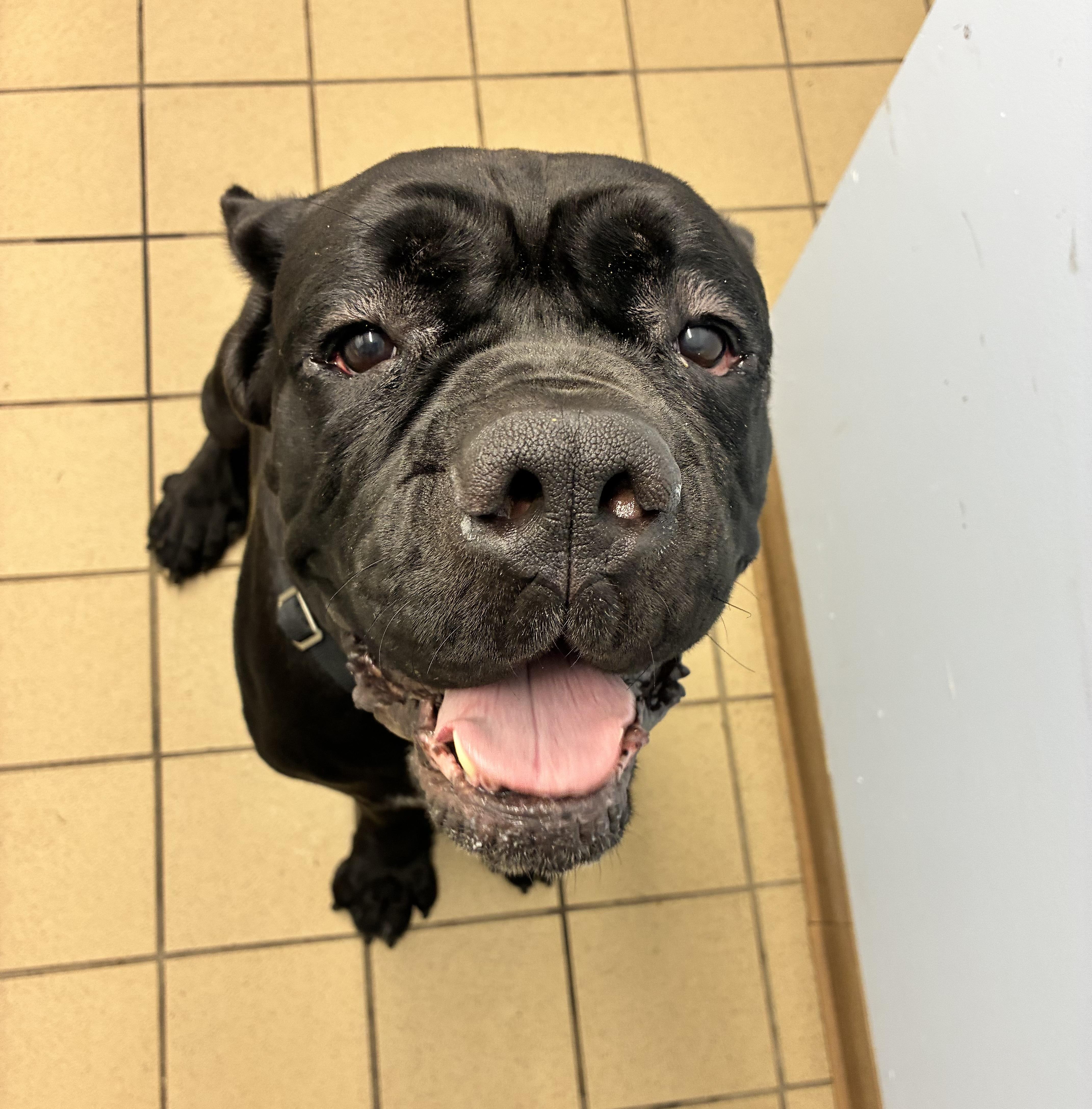 Enlarge Rico, a Adoptable Cane Corso in Pittsburgh, PA image 1/3