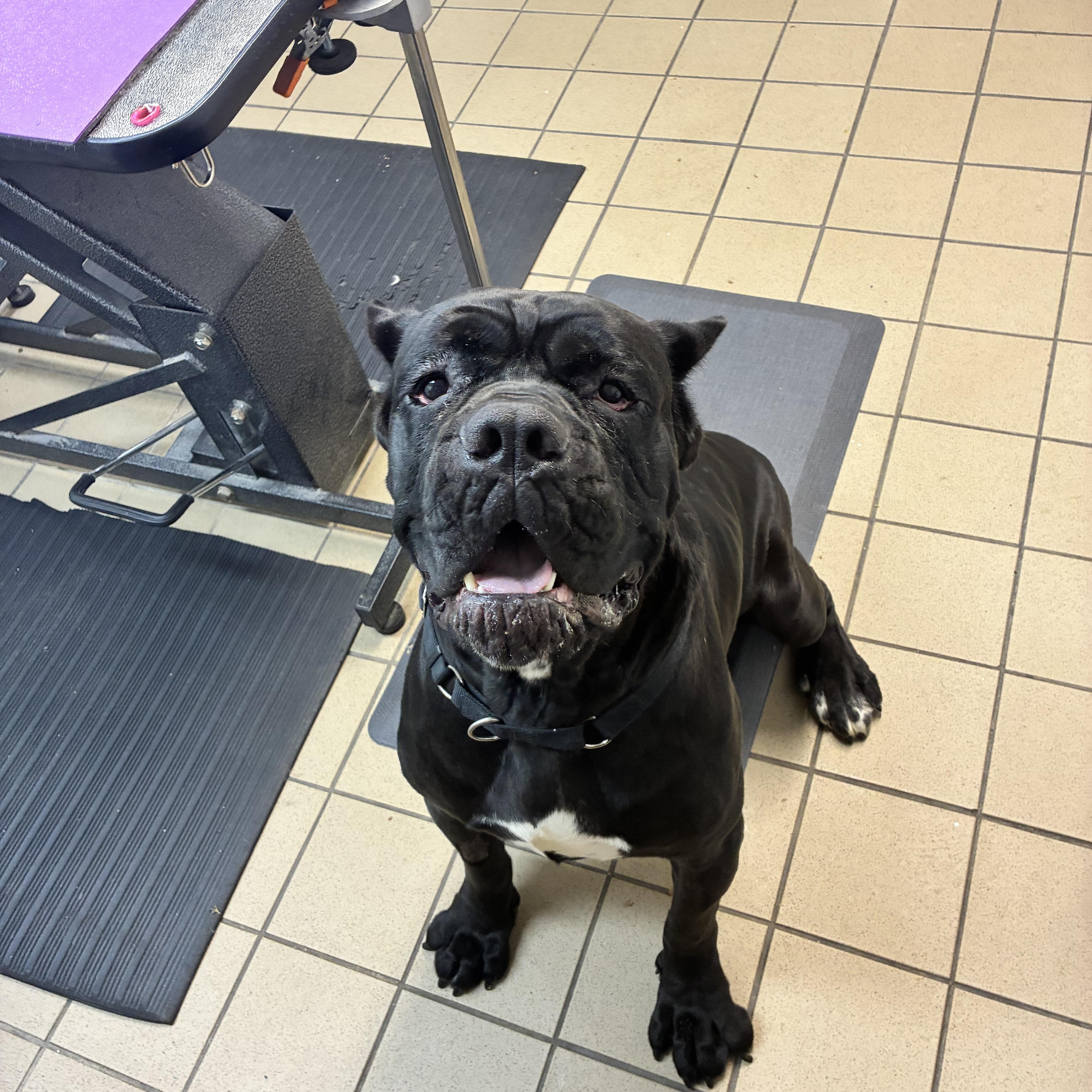 Enlarge Rico, a Adoptable Cane Corso in Pittsburgh, PA image 3/3