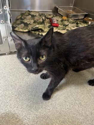 Enlarge Franklyn, a Adoptable mixed breed in Beatrice, NE image 1/1