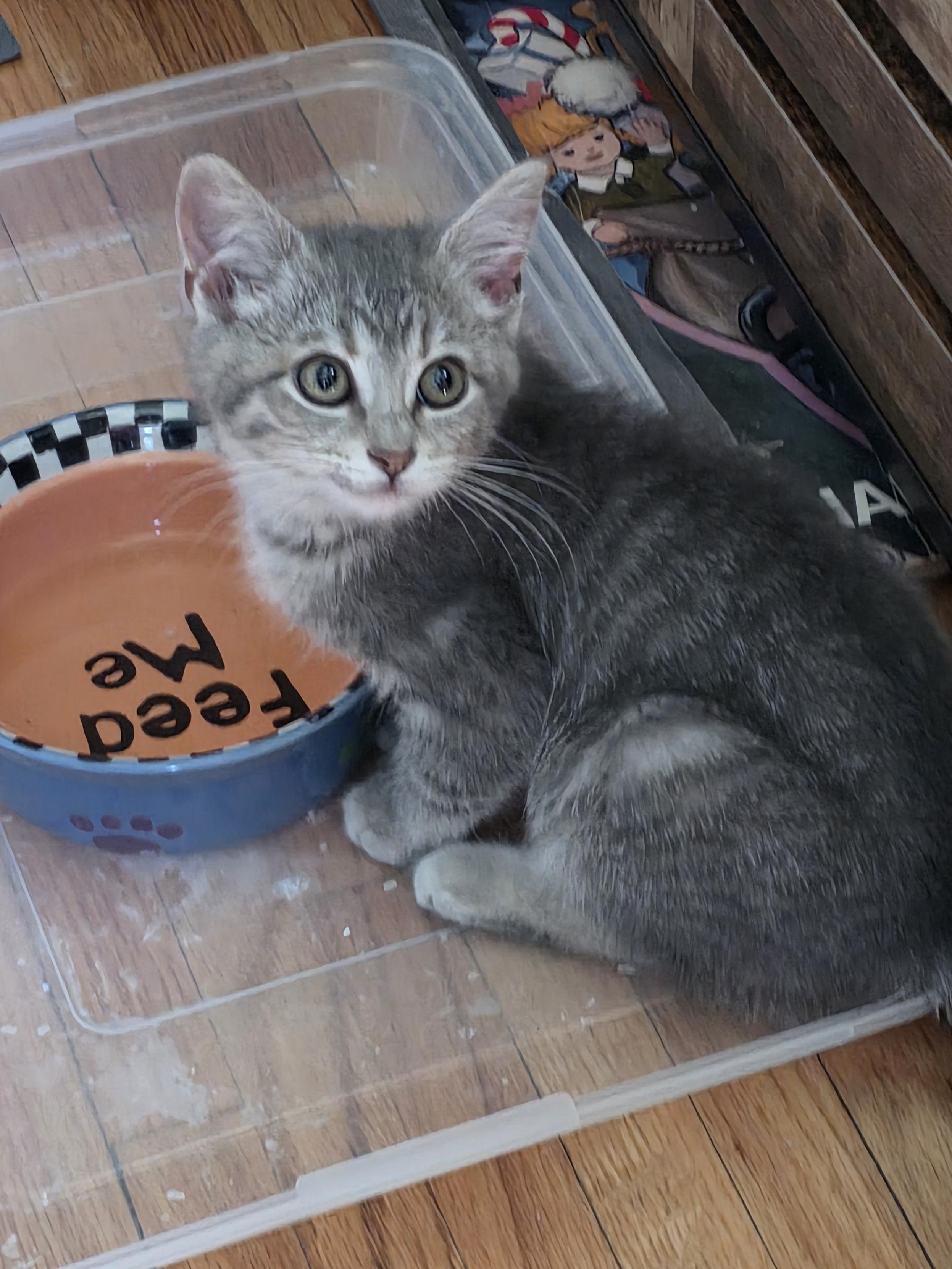 River, Adoptable, Kitten Female Domestic Short Hair.