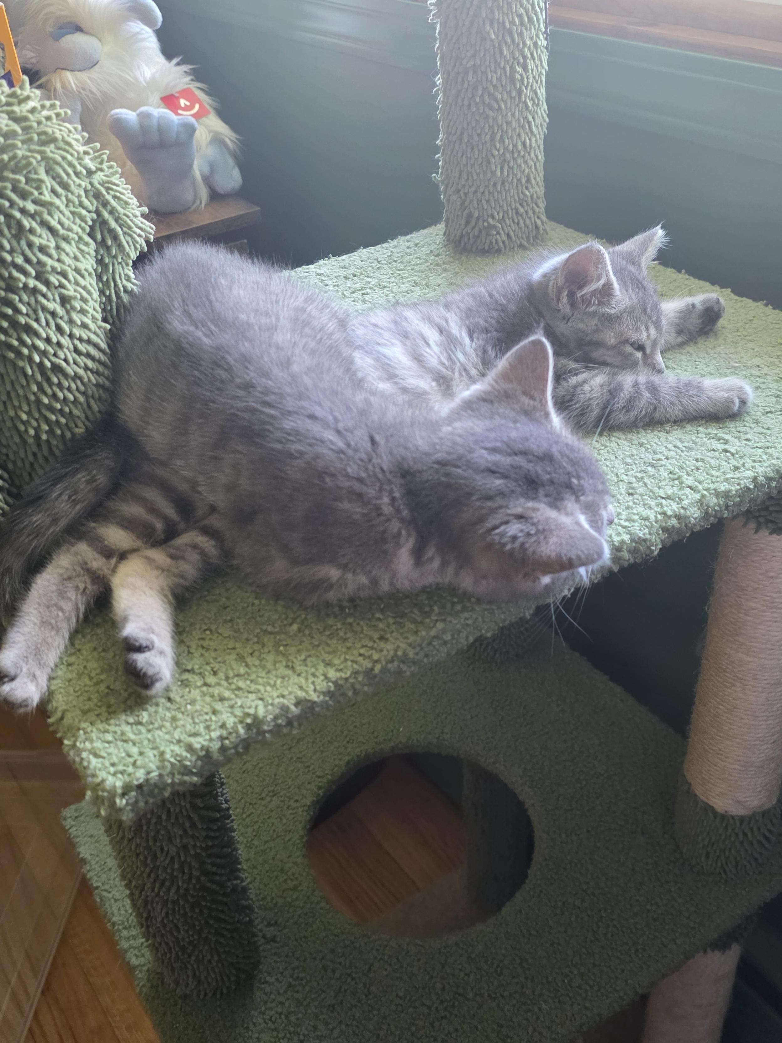 Enlarge River, a ADOPTABLE Domestic Short Hair in Minneapolis, MN image 3/3