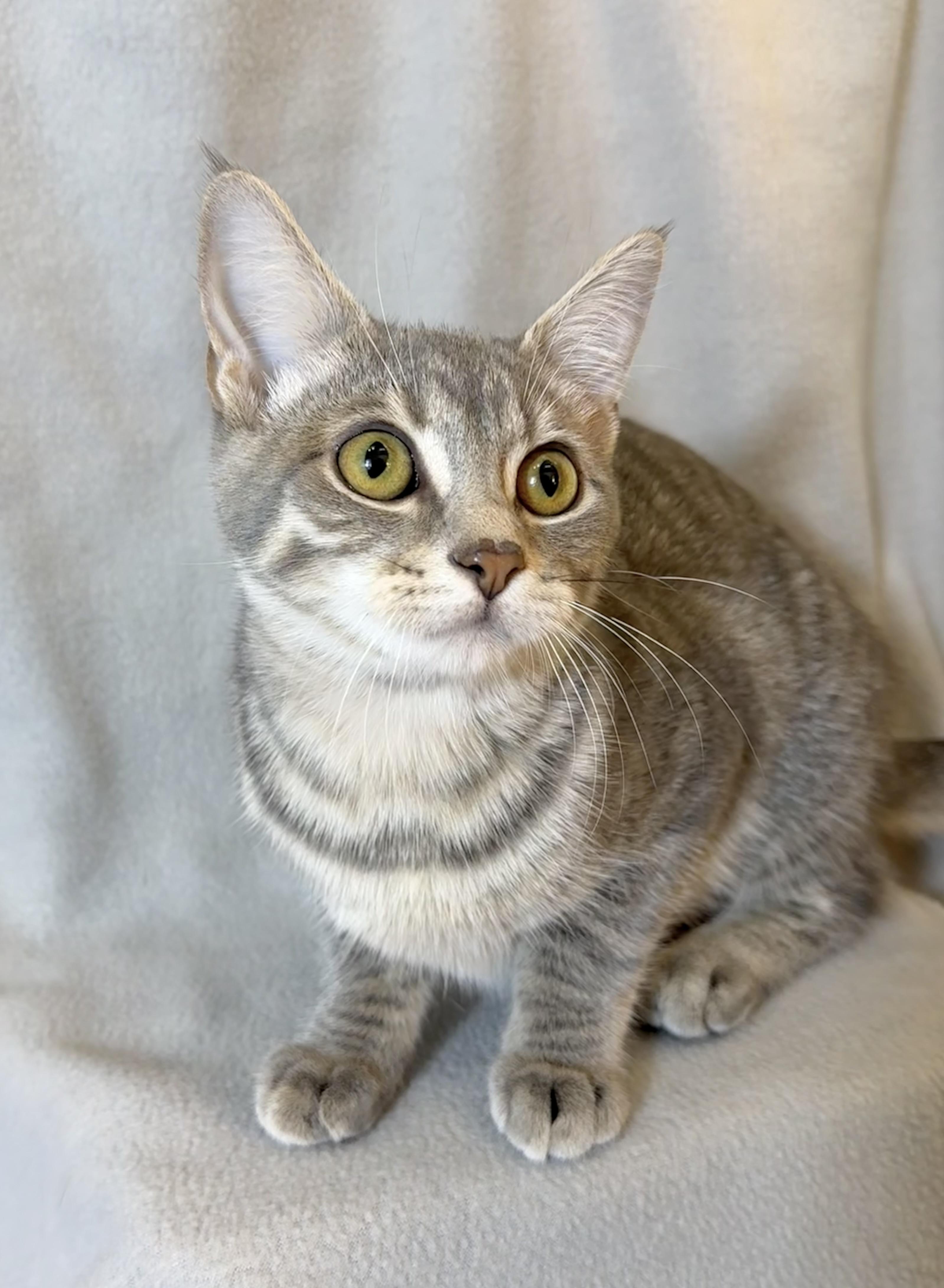 River, Adoptable, Kitten Female Domestic Short Hair.