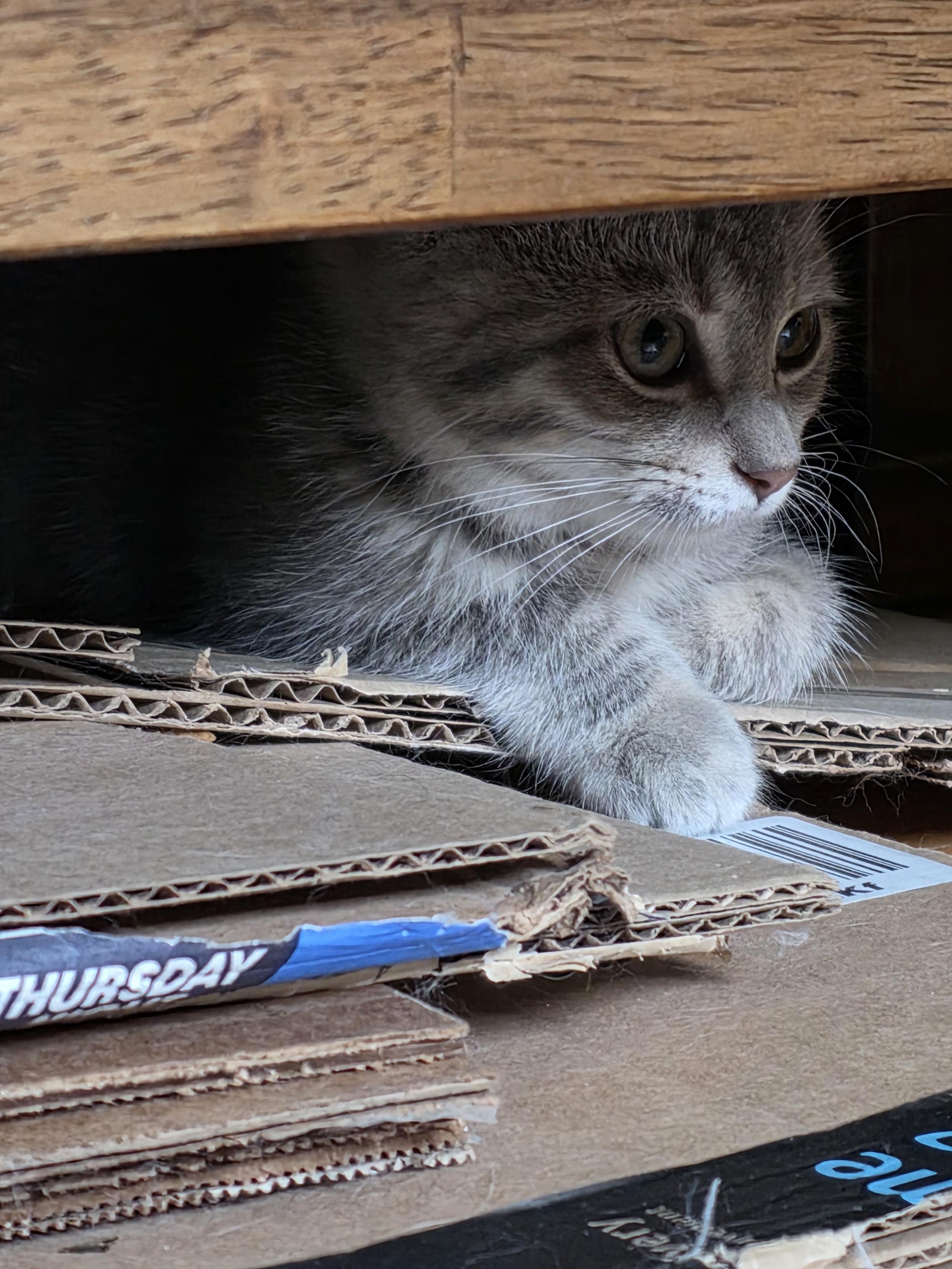 Enlarge River, a ADOPTABLE Domestic Short Hair in Minneapolis, MN image 2/3
