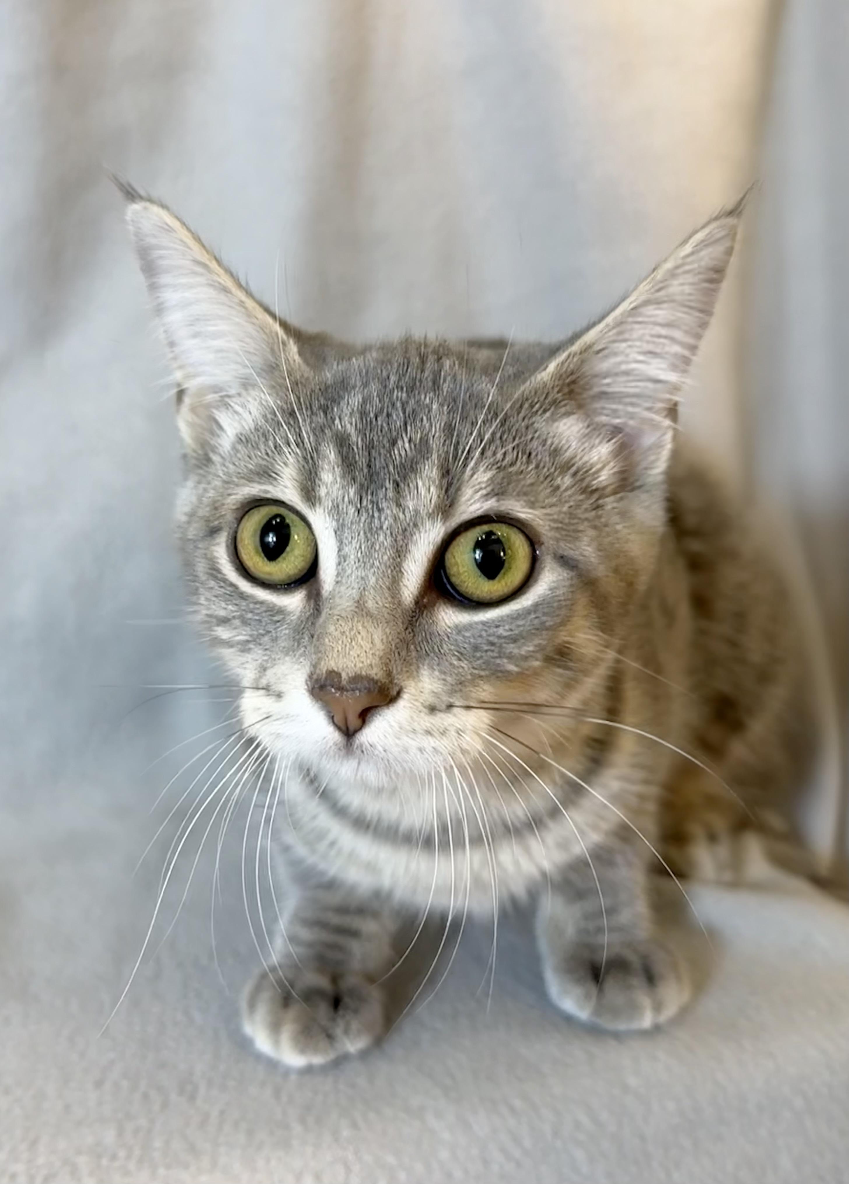 Enlarge River, a Adoptable Domestic Short Hair in Minneapolis, MN image 5/5