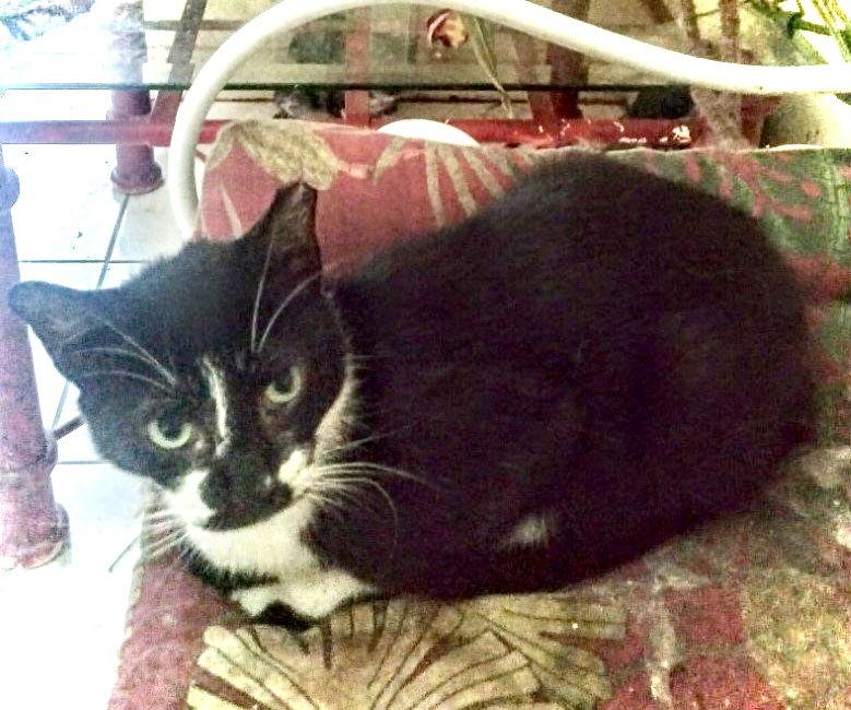 Enlarge Trixie, a Adoptable Domestic Short Hair in Fort Myers, FL image 1/1