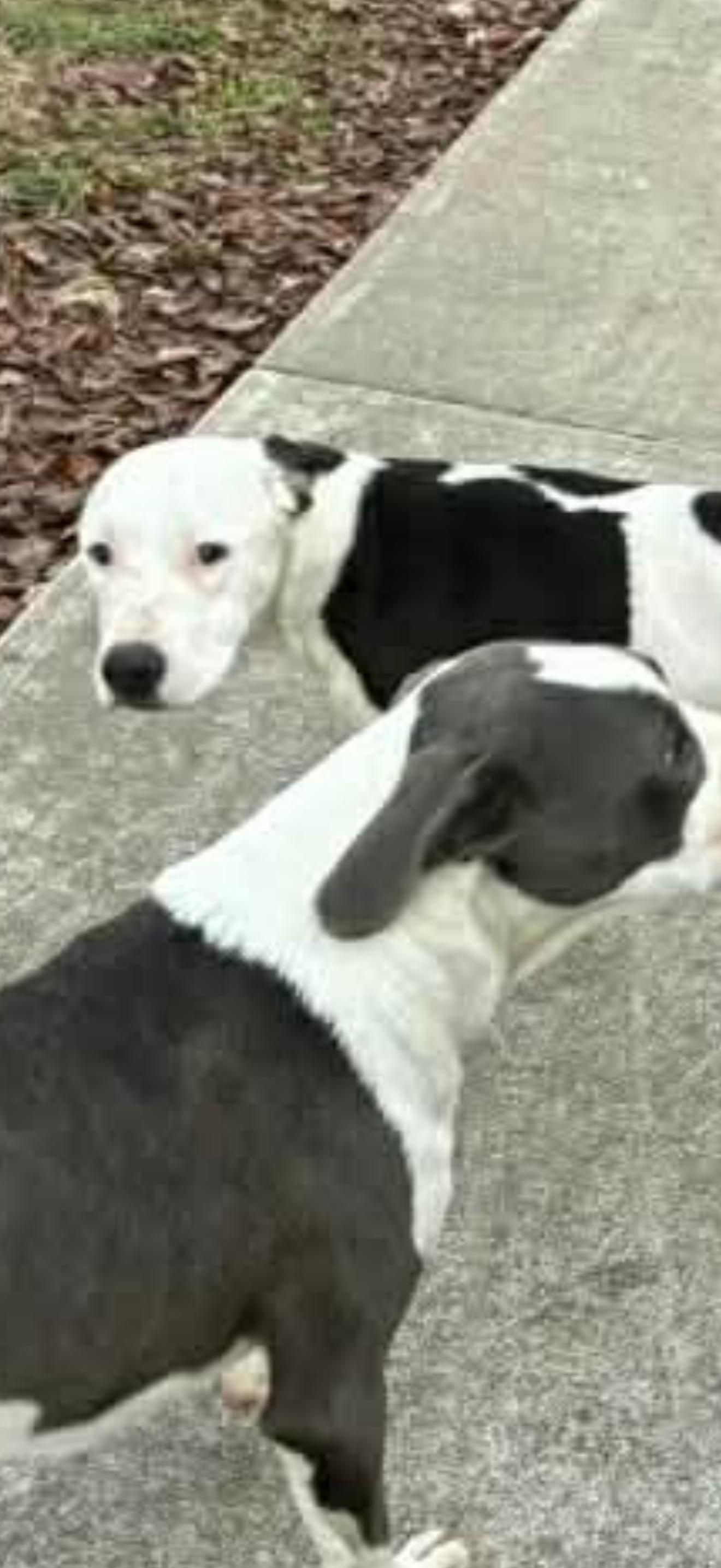 Enlarge Teeter, a ADOPTABLE mixed breed in Linton, IN image 1/1