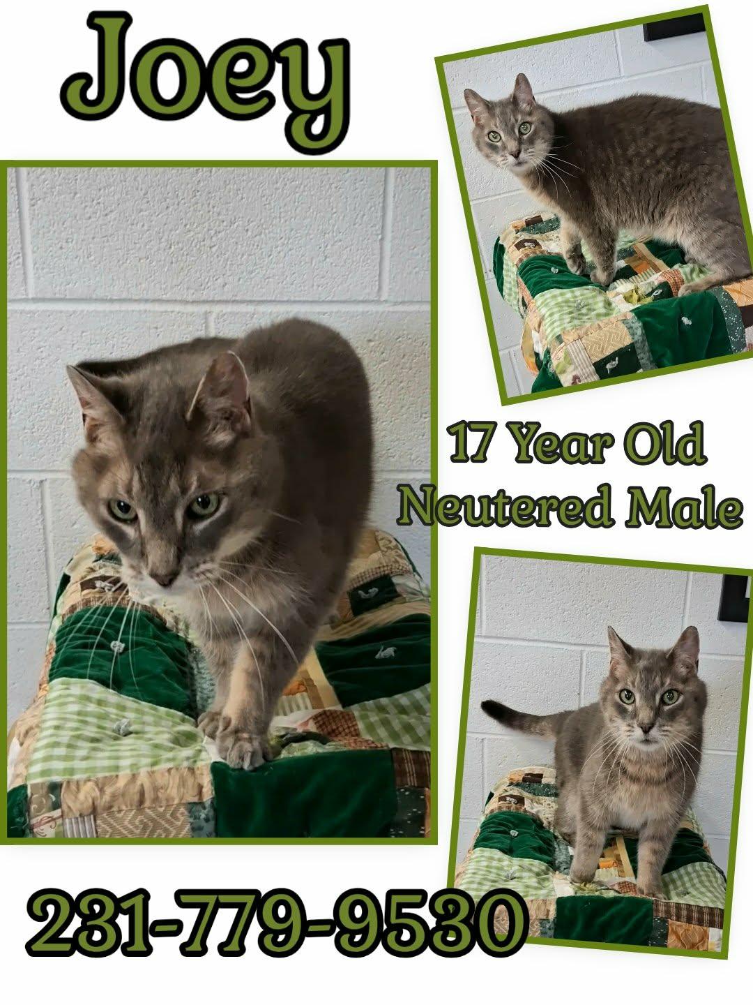Enlarge JOEY, a ADOPTABLE Domestic Short Hair in Cadillac, MI image 1/1