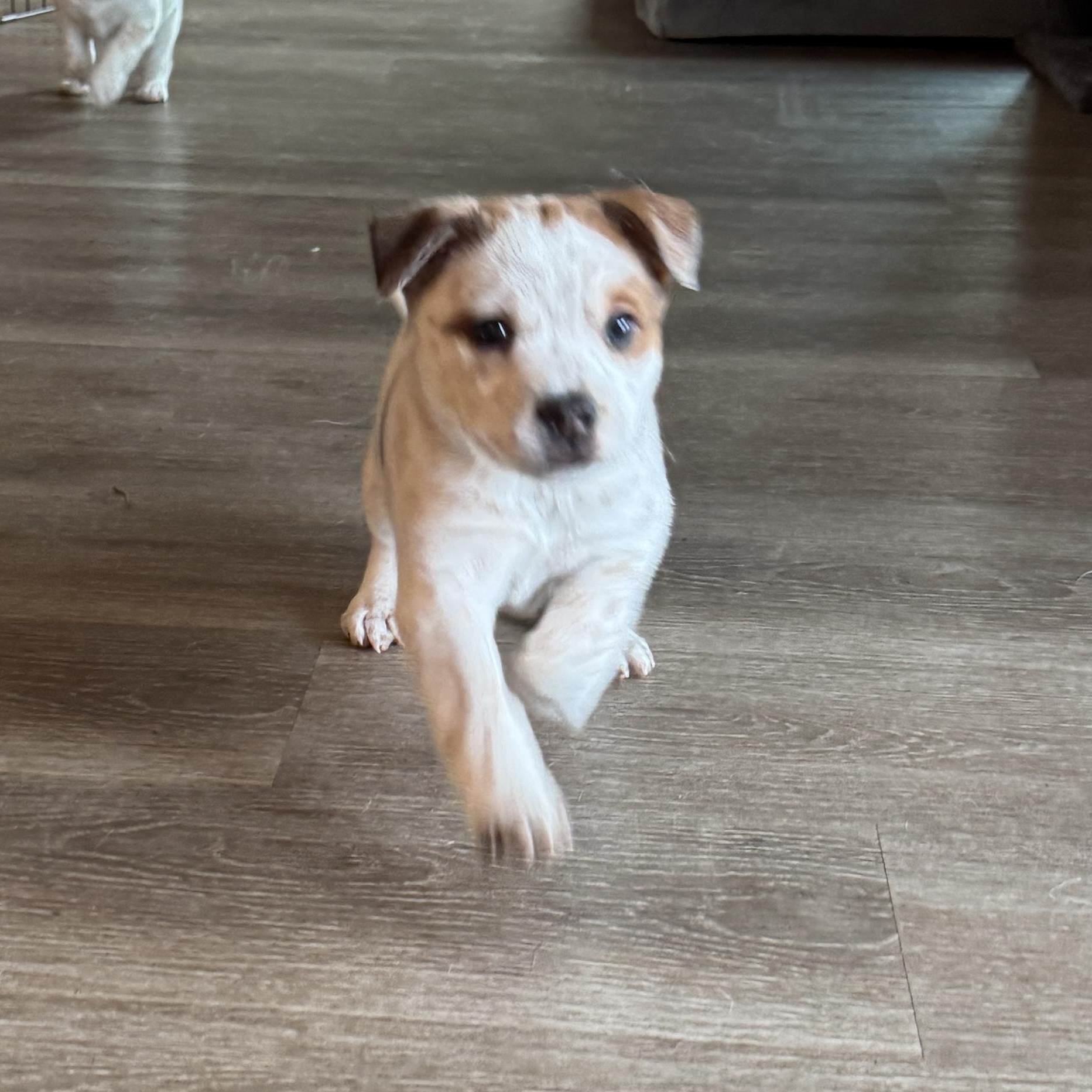 Doc , ADOPTABLE, Puppy Male Australian Cattle Dog / Blue Heeler.