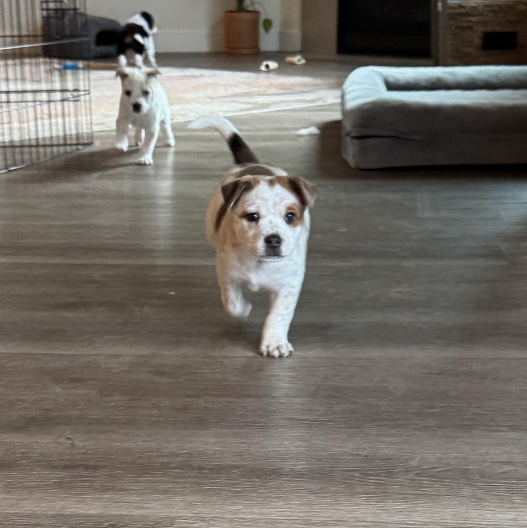 Enlarge Doc , a ADOPTABLE mixed breed in Vancouver, WA image 3/6