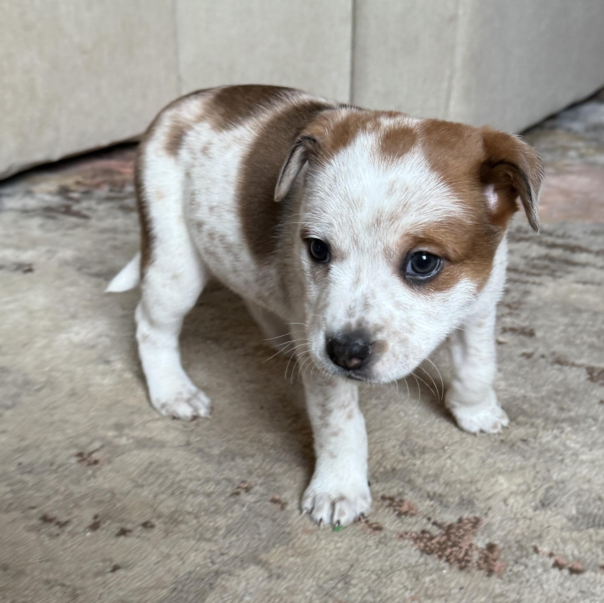 Enlarge Doc , a ADOPTABLE mixed breed in Vancouver, WA image 4/6