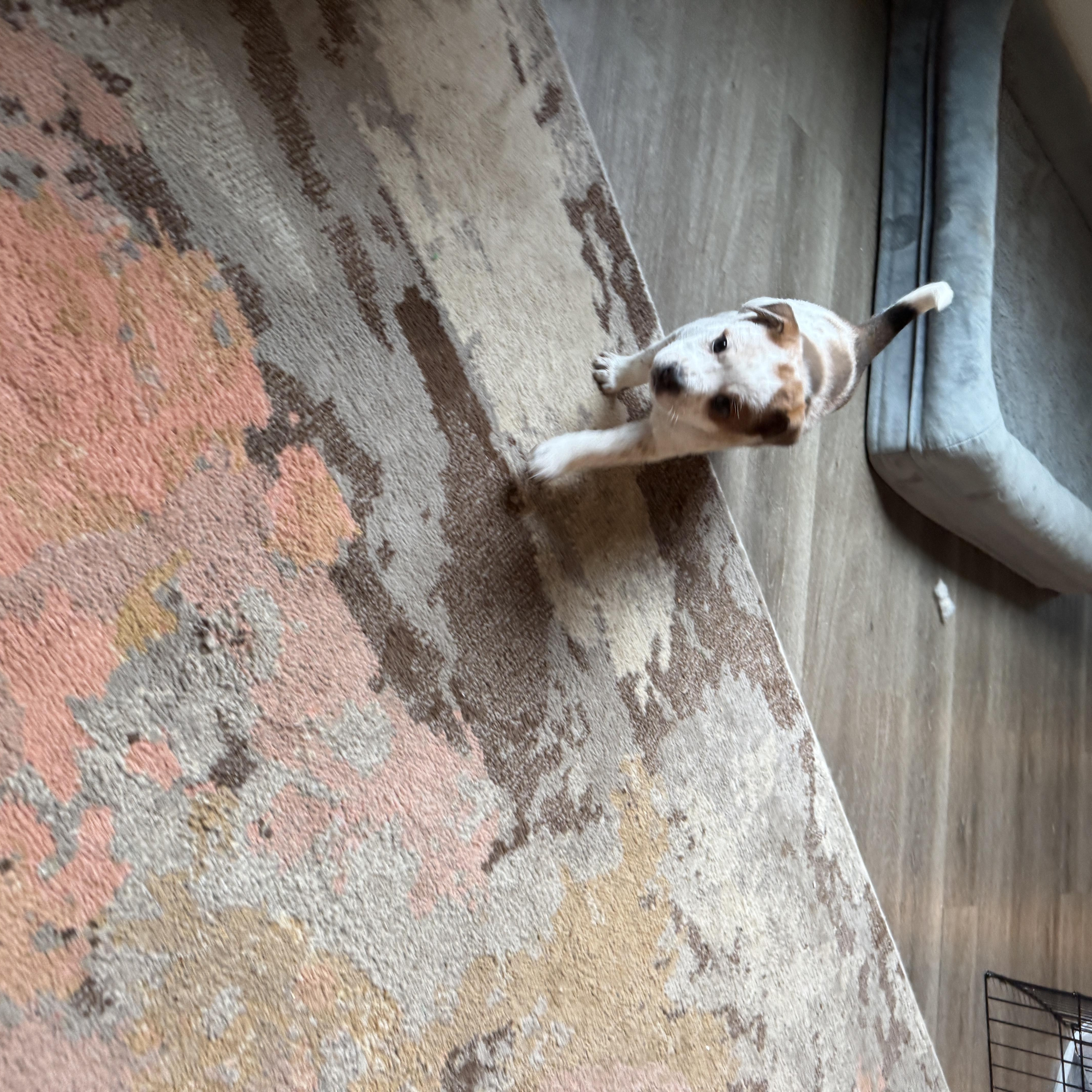 Enlarge Doc , a ADOPTABLE mixed breed in Vancouver, WA image 6/6