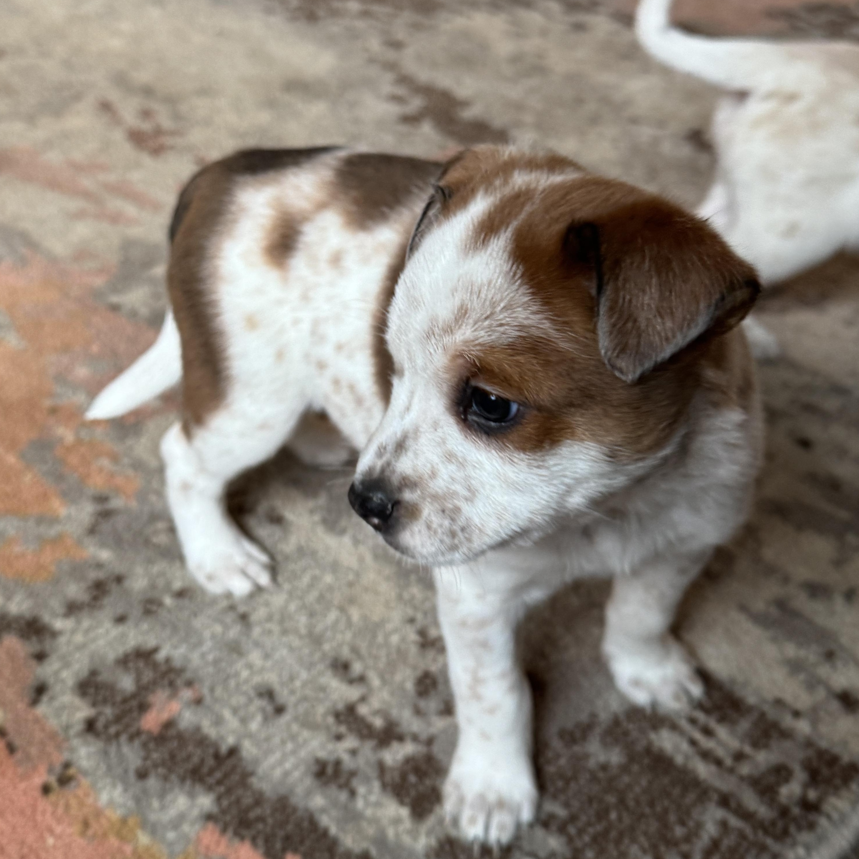 Enlarge Doc , a ADOPTABLE mixed breed in Vancouver, WA image 2/6