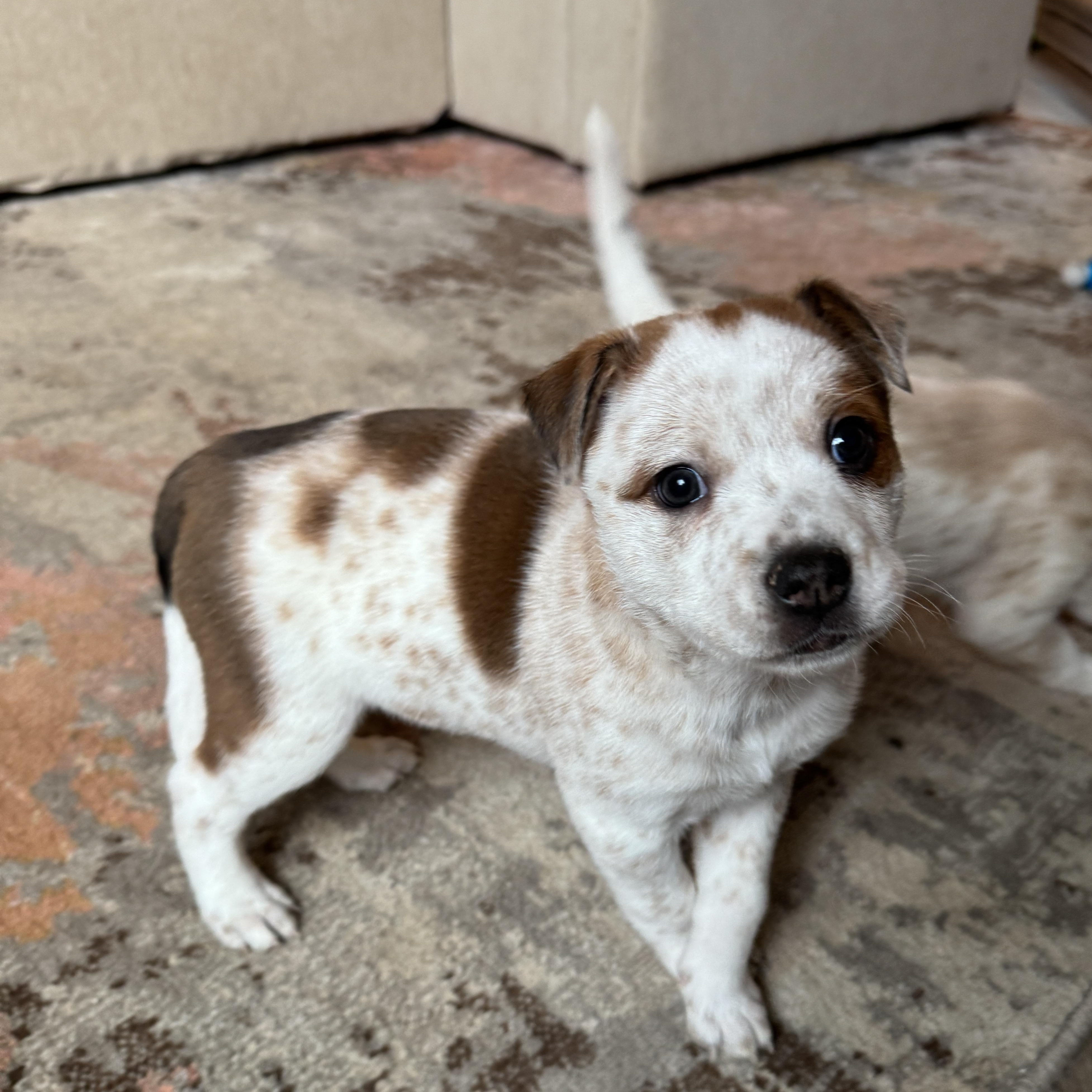 Enlarge Doc , a ADOPTABLE mixed breed in Vancouver, WA image 5/6