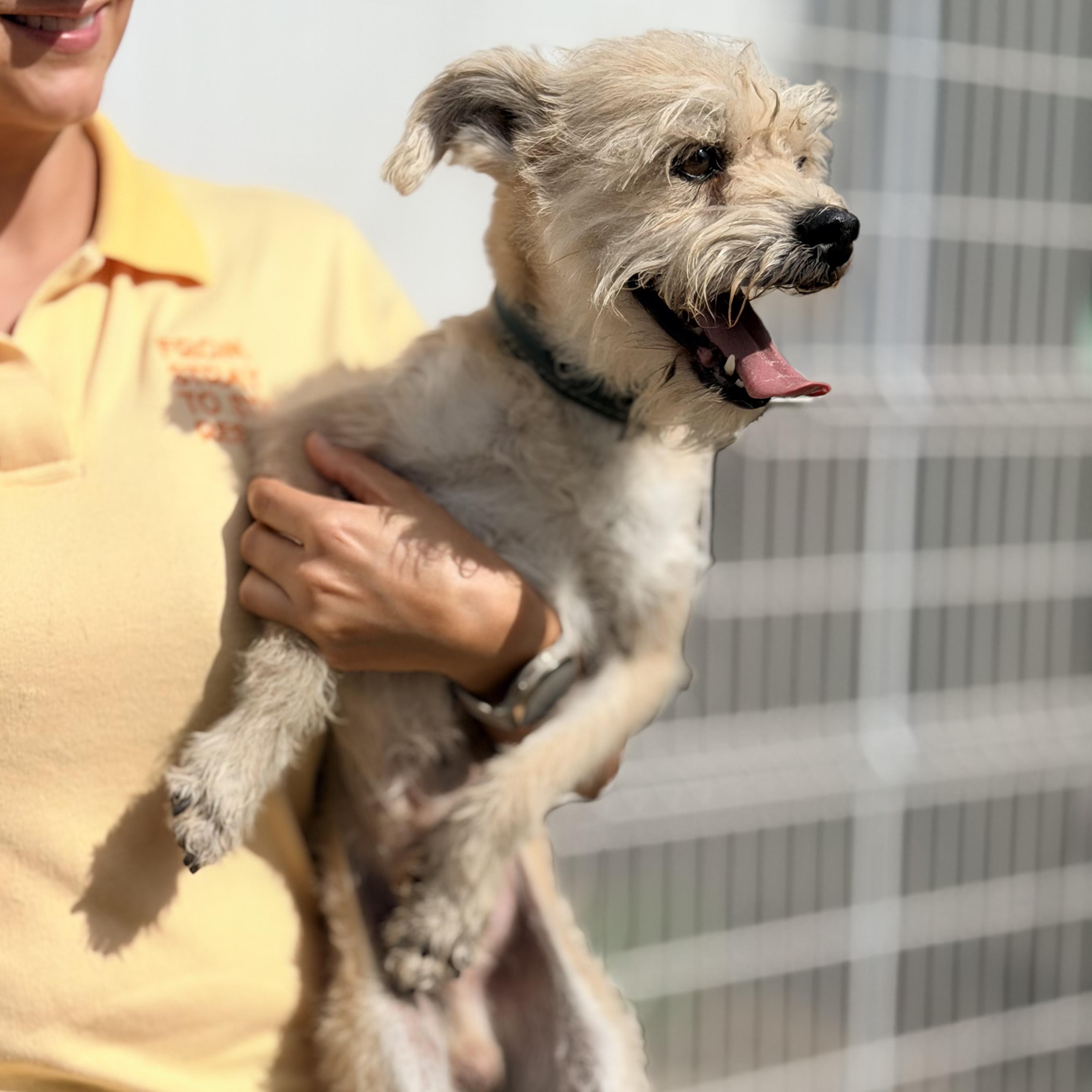 Enlarge Wookie, a Adoptable mixed breed in Manvel, TX image 6/6