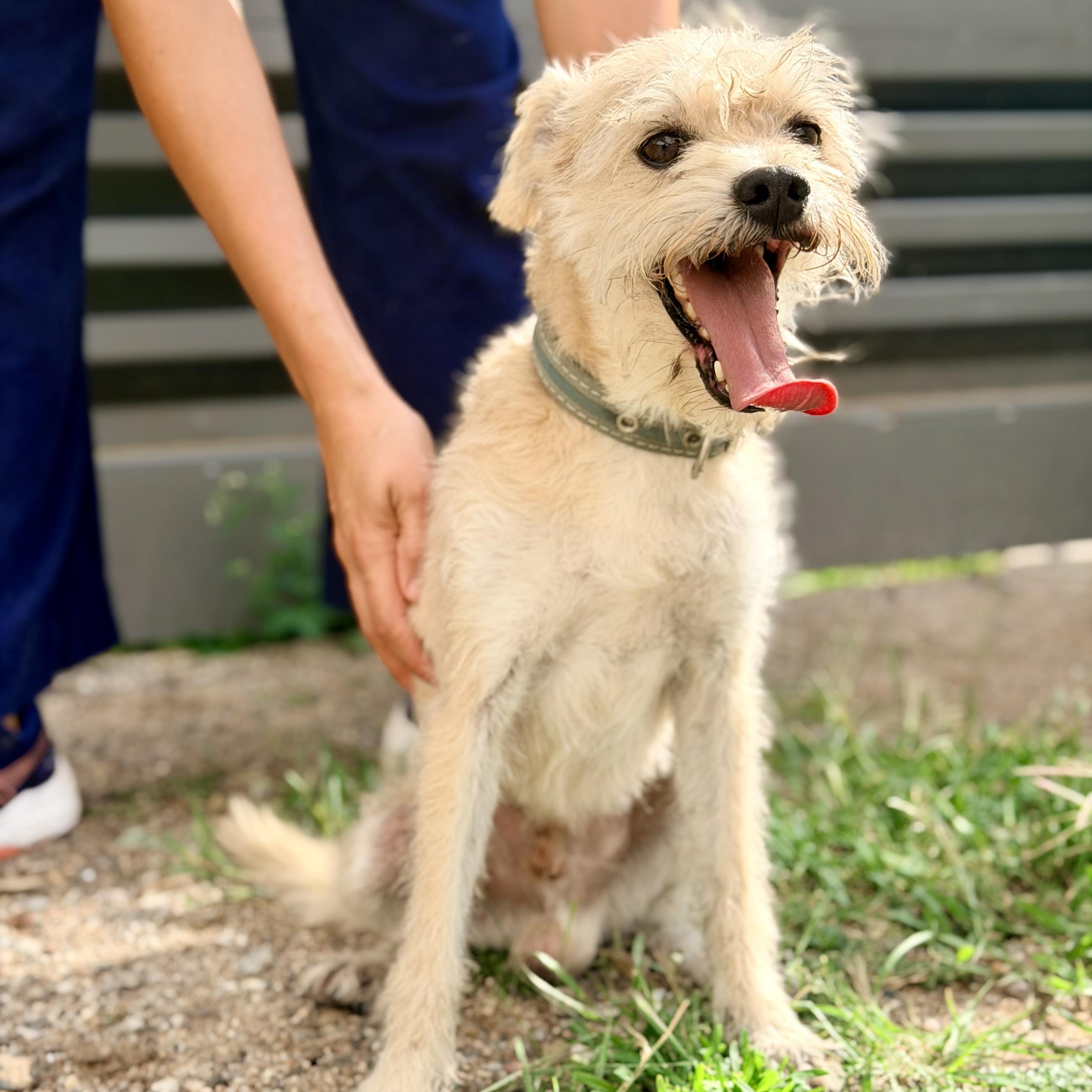 Enlarge Wookie, a Adoptable mixed breed in Manvel, TX image 3/6