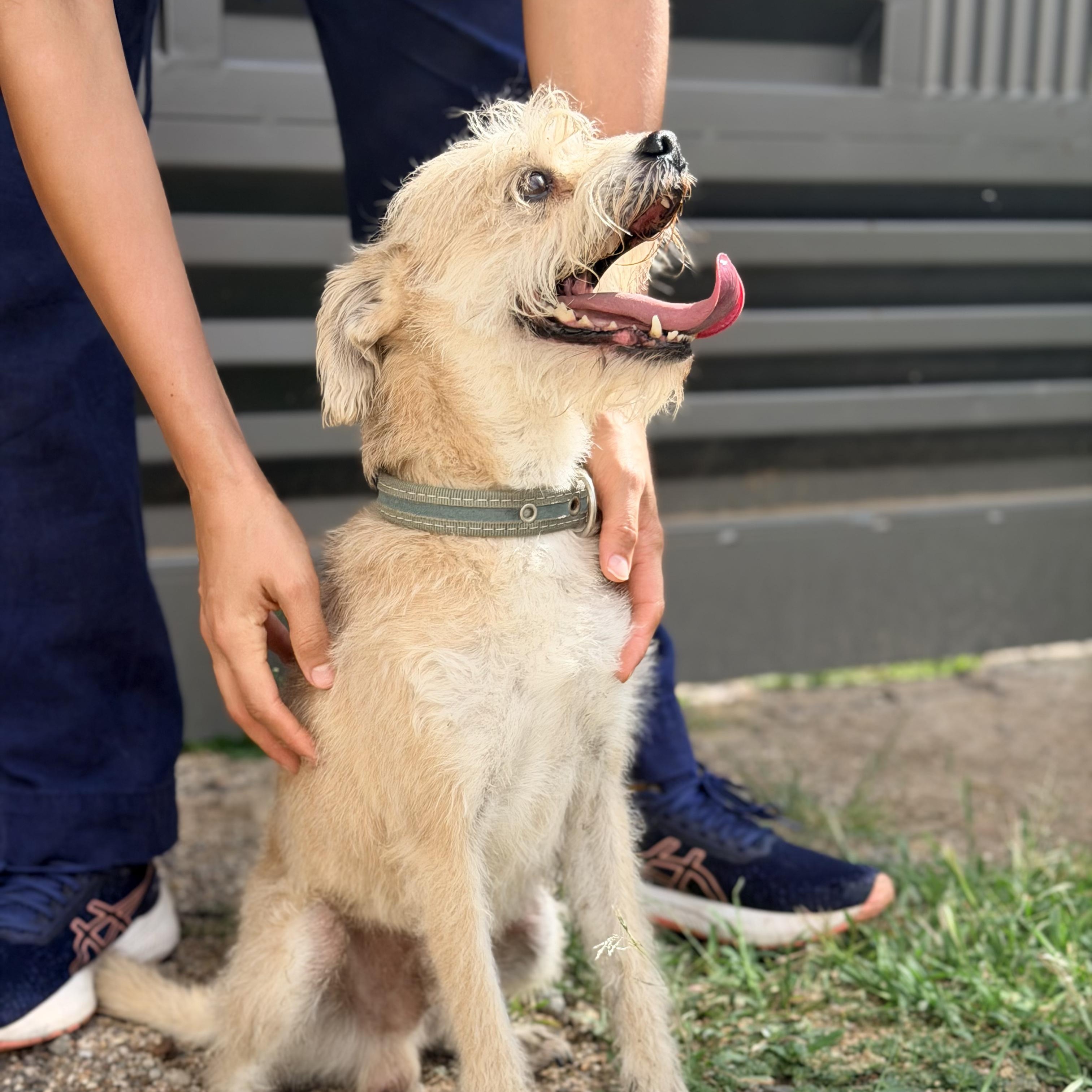 Enlarge Wookie, a Adoptable mixed breed in Manvel, TX image 4/6