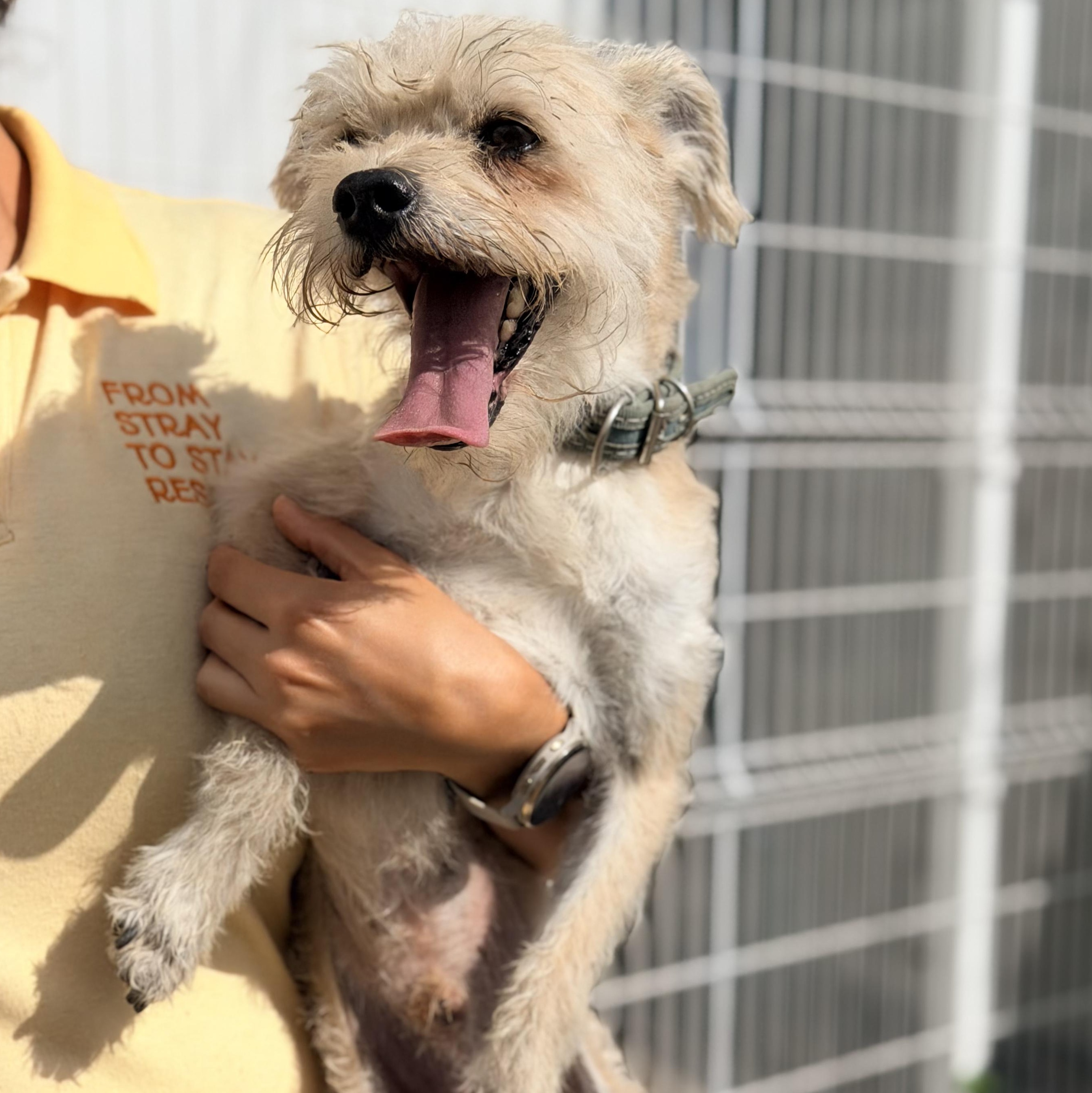 Enlarge Wookie, a Adoptable mixed breed in Manvel, TX image 5/6