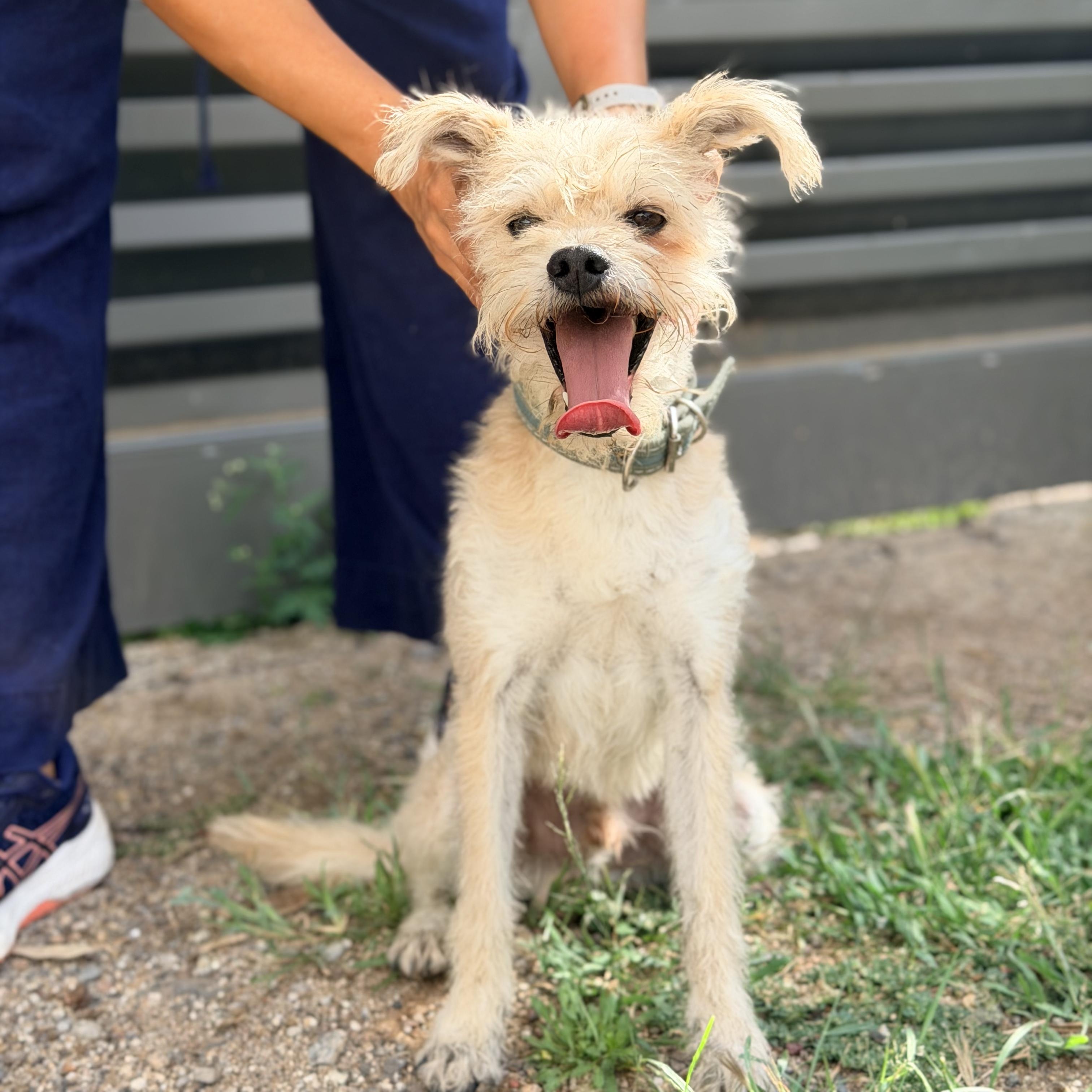 Enlarge Wookie, a Adoptable mixed breed in Manvel, TX image 2/6