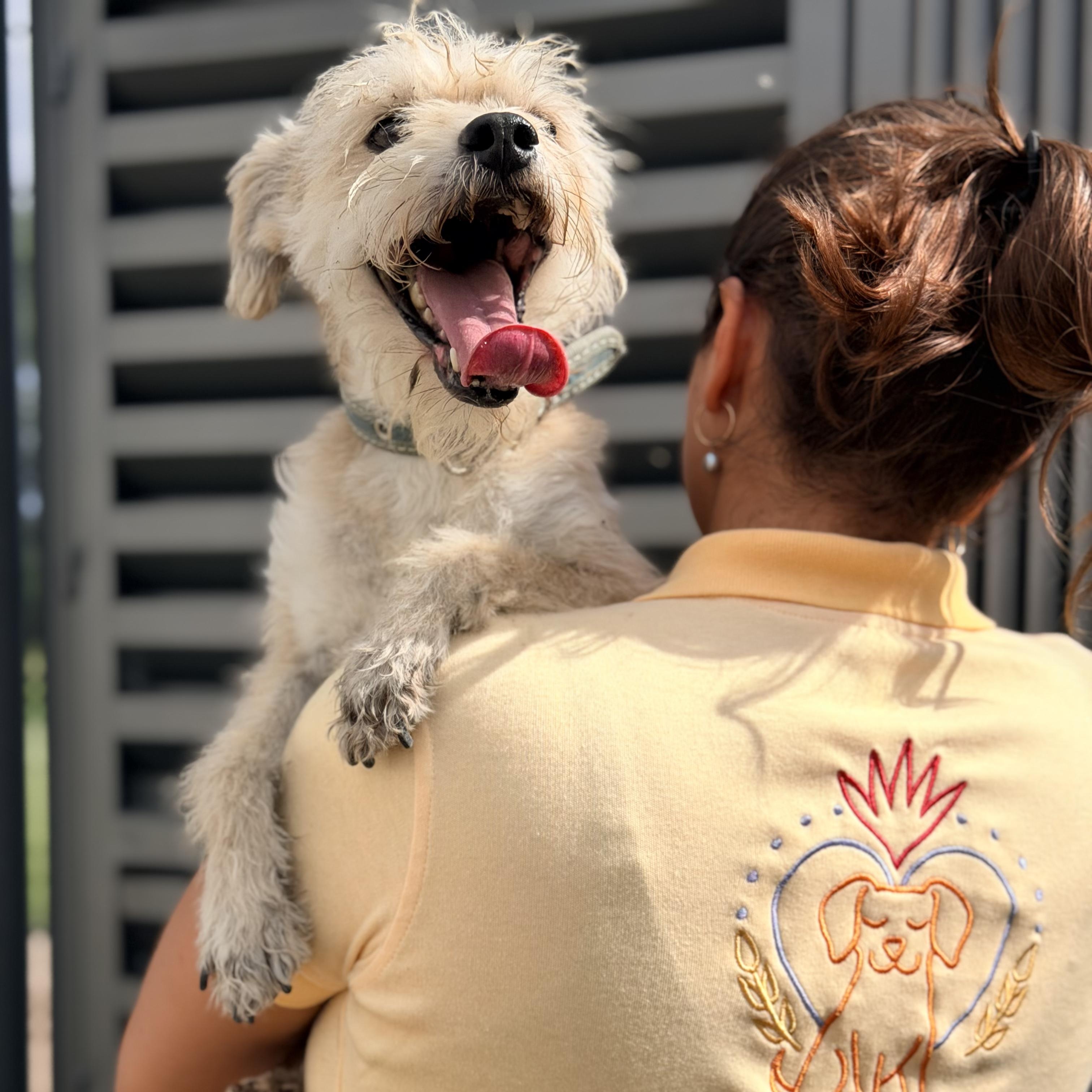 Wookie, Adoptable, Young Female Border Terrier & Norfolk Terrier.