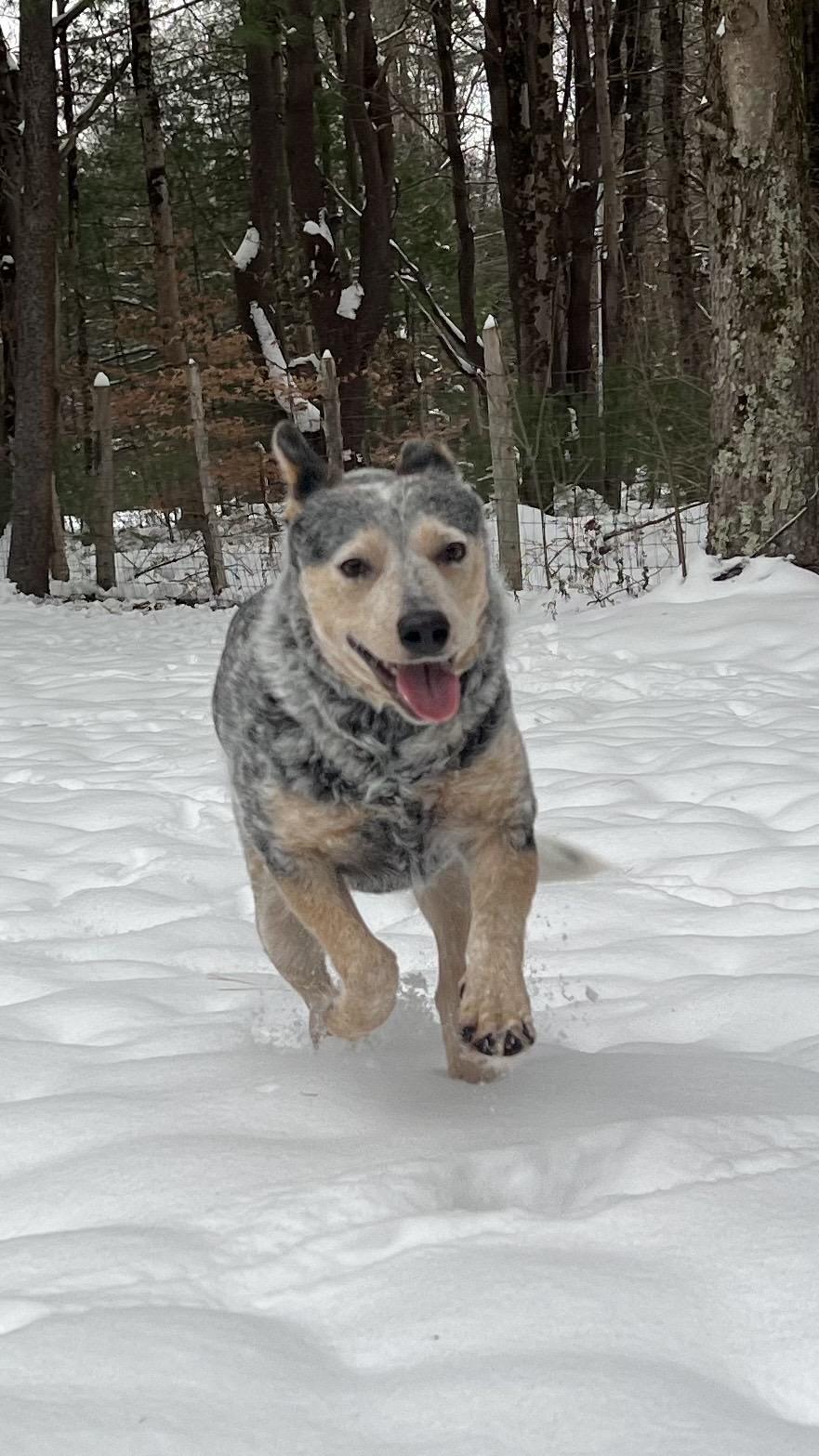 Nix, a hold Australian Cattle Dog / Blue Heeler in Utica, NY image 1/6