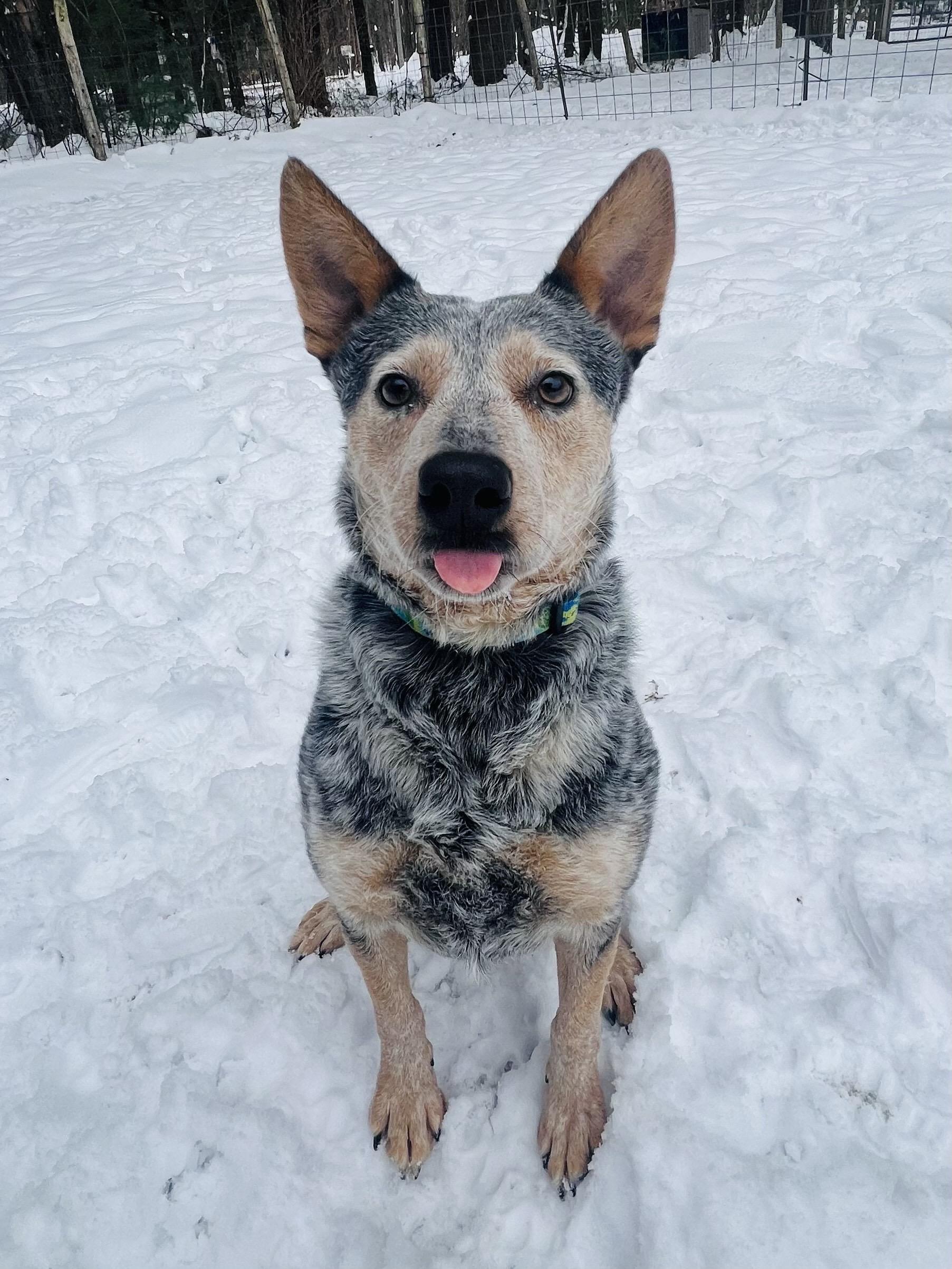 Nix, a hold Australian Cattle Dog / Blue Heeler in Utica, NY image 2/6