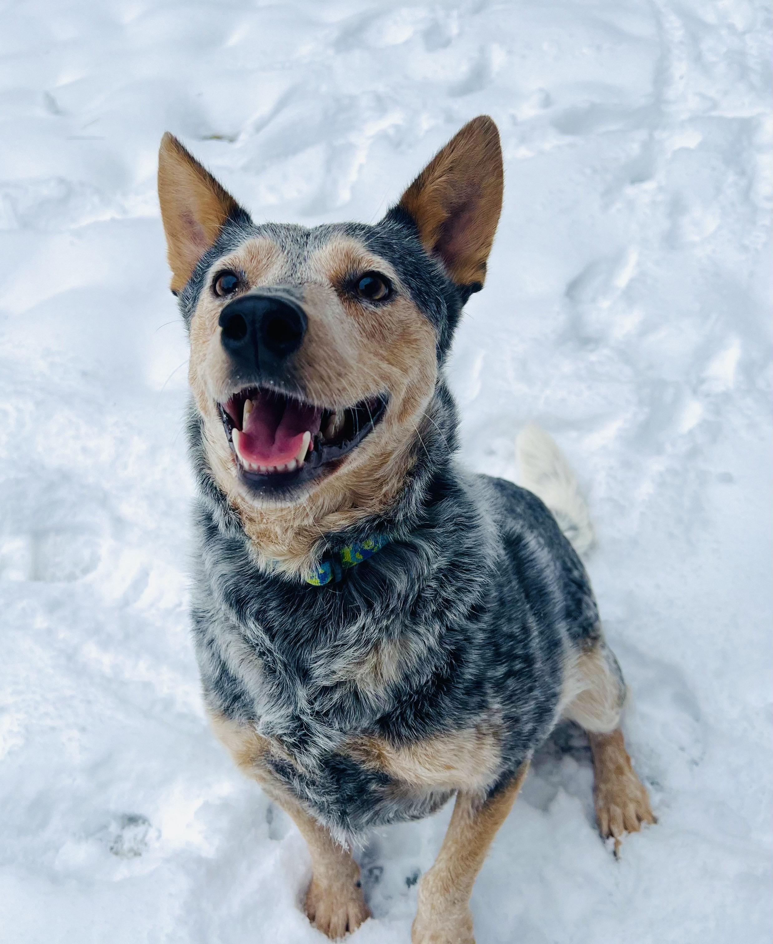 Nix, a hold Australian Cattle Dog / Blue Heeler in Utica, NY image 3/6