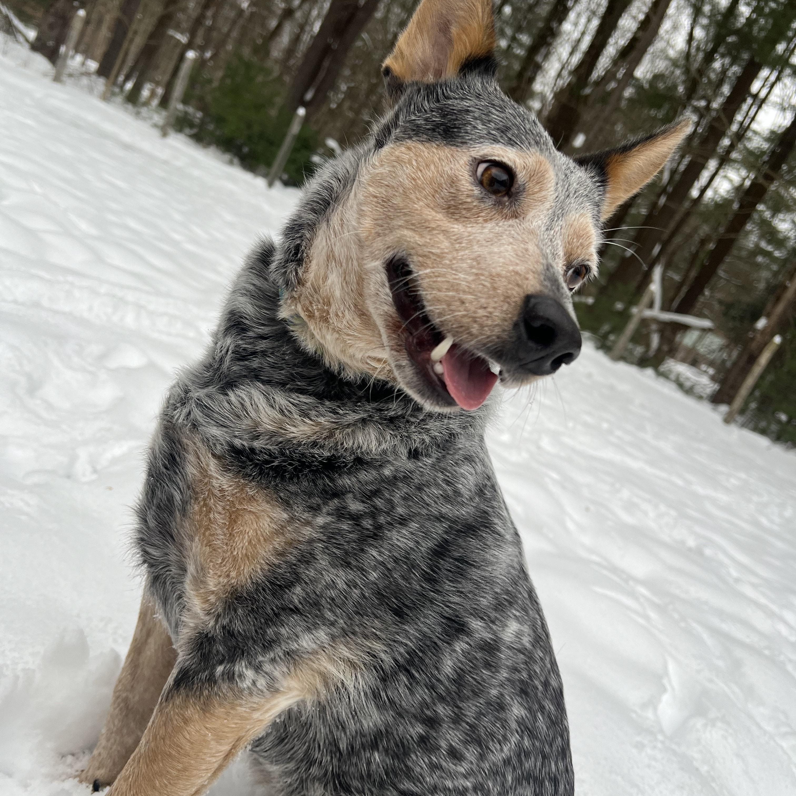 Nix, a hold Australian Cattle Dog / Blue Heeler in Utica, NY image 4/6